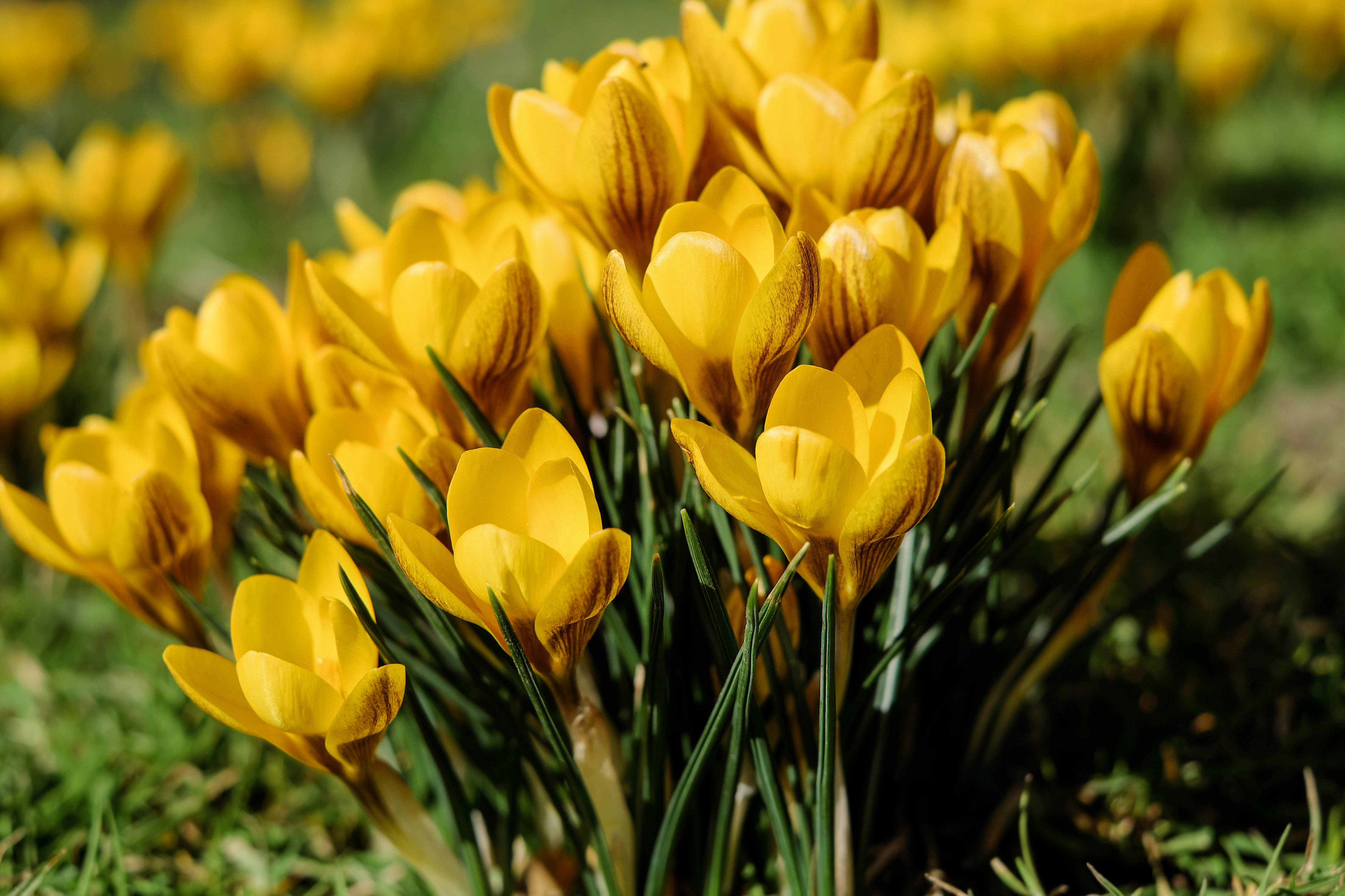 yellow snowdrop flowers, vibrant yellow crocus flowers, sunlit meadow, 4K Desktop Wallpaper