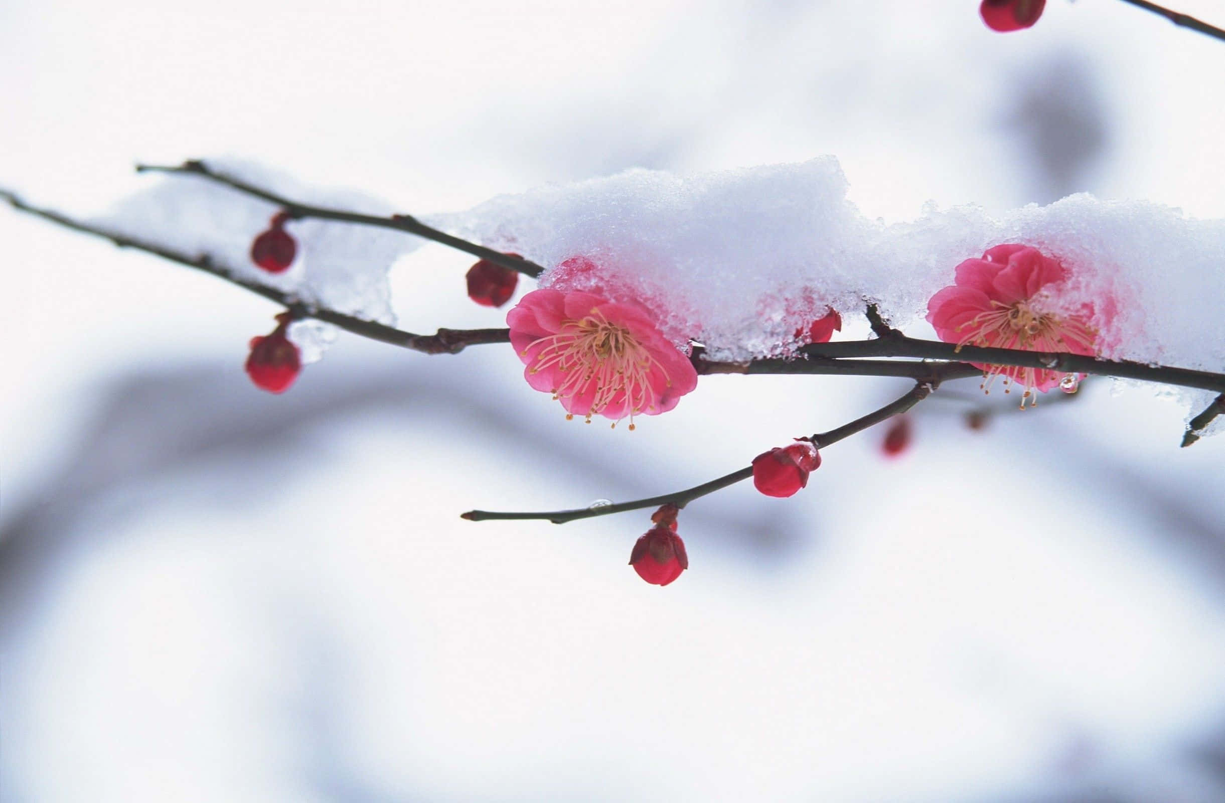 winter flowers, pink plum blossoms, fresh snow, Full HD Desktop Wallpaper