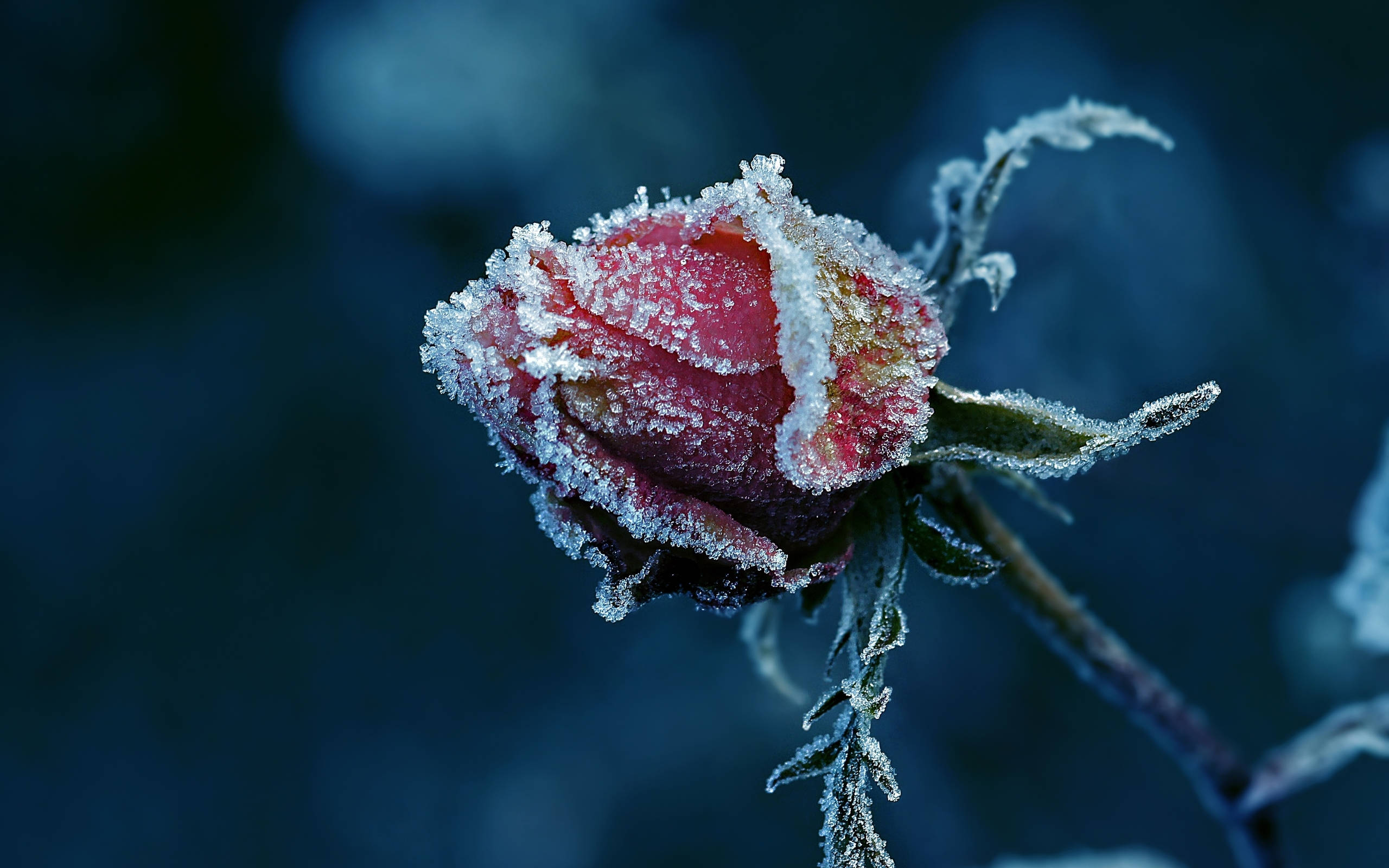 frost-covered rosebud, ice crystals, deep blue blurred background, 2K Desktop Wallpaper