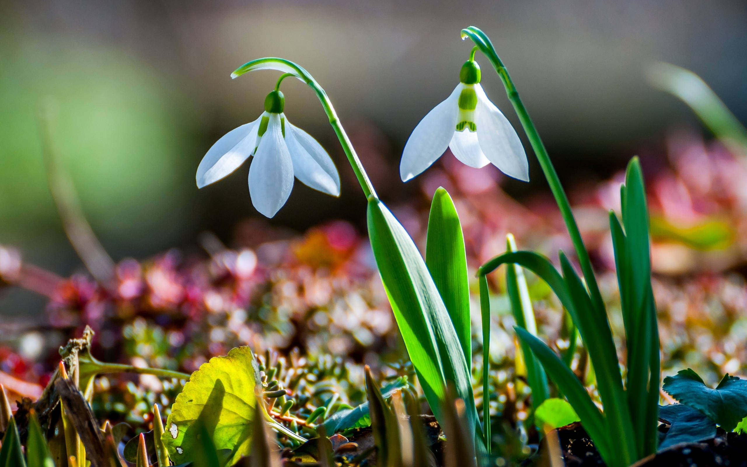 white snowdrop, delicate white snowdrop flowers, green stems, 2K Desktop Wallpaper