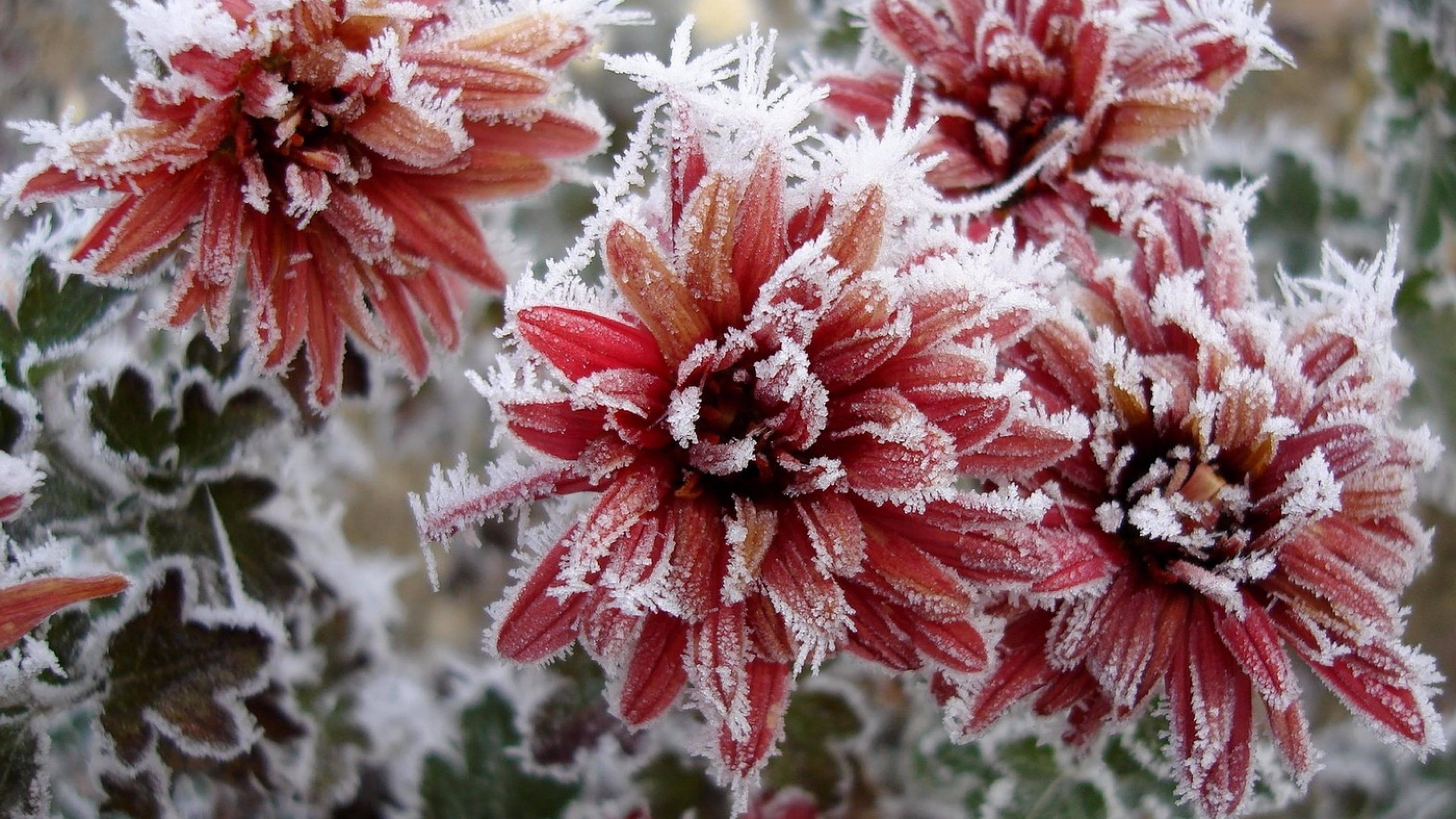 red chrysanthemum flowers, frost, soft blurred winter backdrop, 5K Desktop Wallpaper