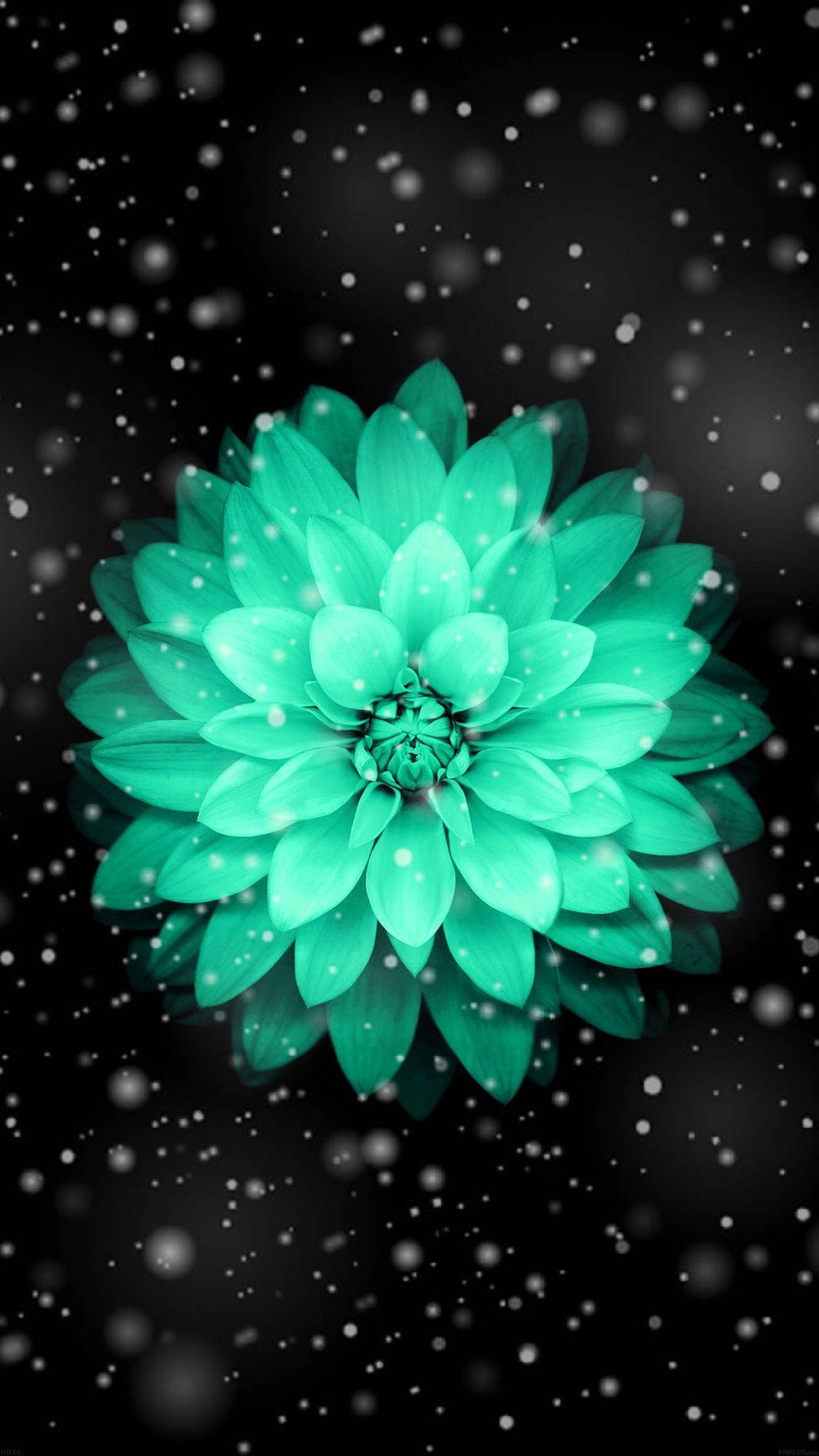 turquoise dahlia, dark backdrop, falling snowflakes, HD Phone Wallpaper