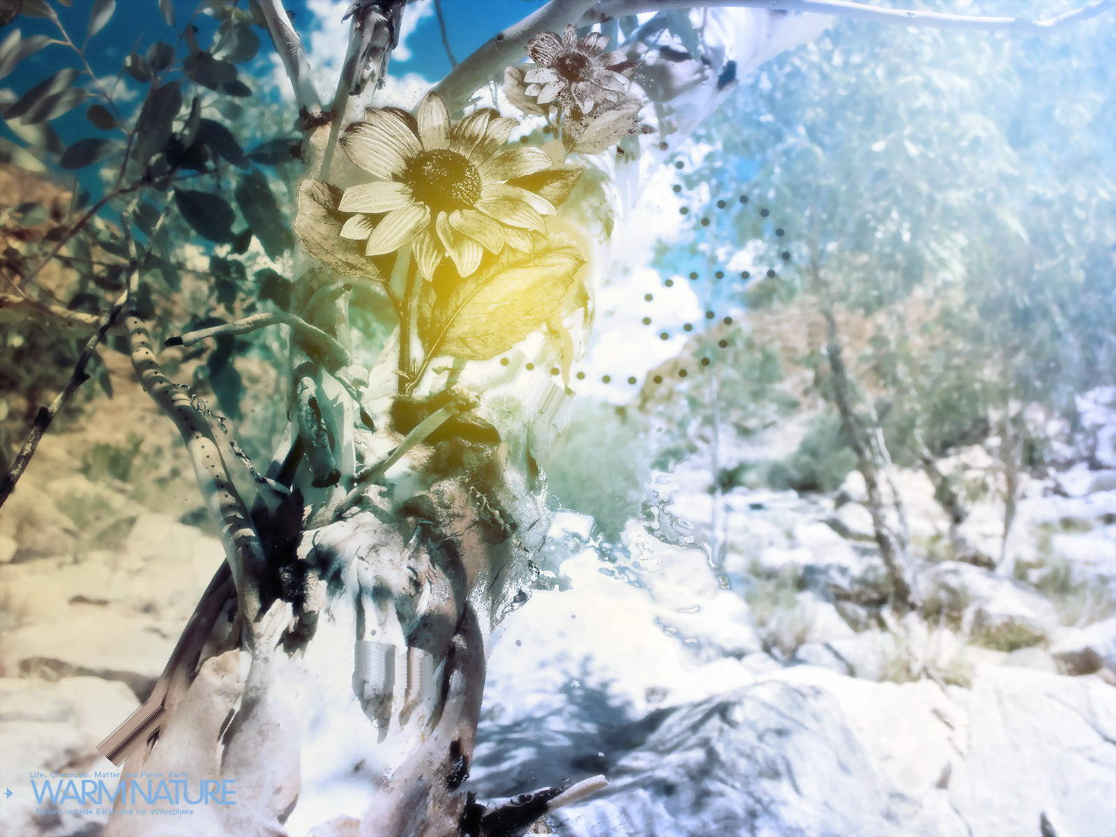 Sunflowers, snowy forest, ethereal light, HD Desktop Wallpaper