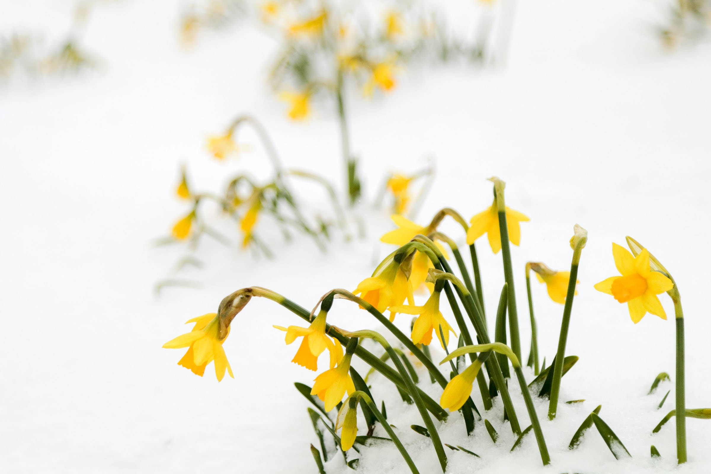 yellow daffodils, fresh snow, crisp winter scene, Full HD Desktop Wallpaper