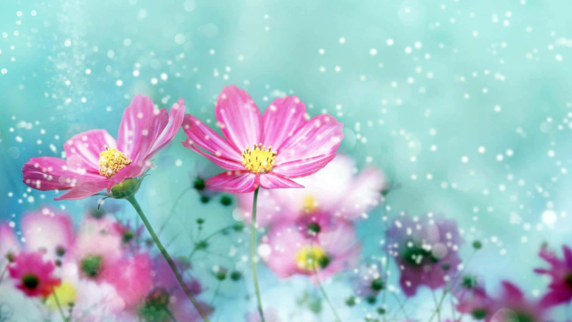 Pink Cosmos, Soft Turquoise Backdrop, Sparkling Bokeh Lights, Full HD Desktop Wallpaper