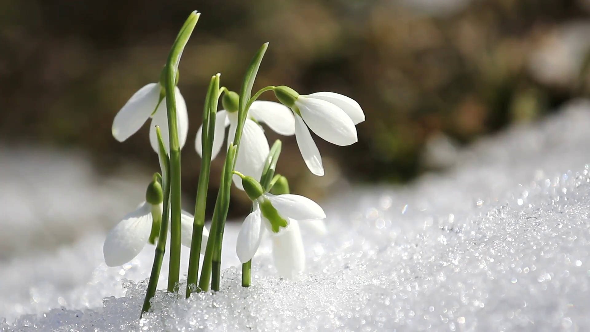 Winter Season Snowdrop, snowdrop flowers, melting snow, Full HD Desktop Wallpaper