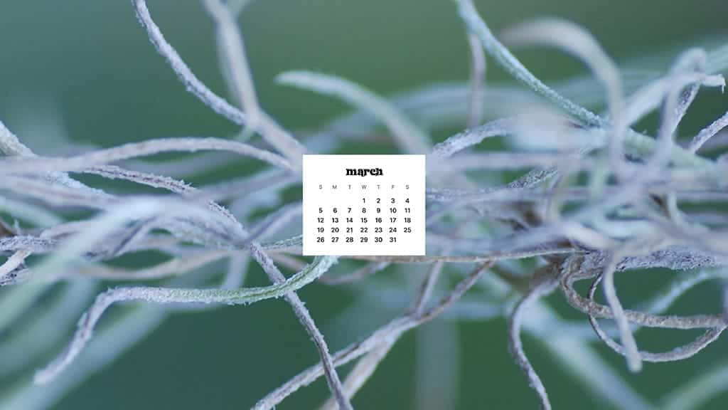 March, frost-dusted, tangled plant tendrils, SD Desktop Wallpaper