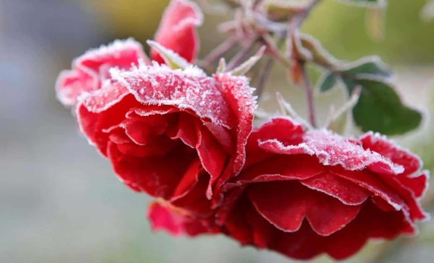 winter flowers, vibrant red roses, crystalline ice, HD Desktop Wallpaper