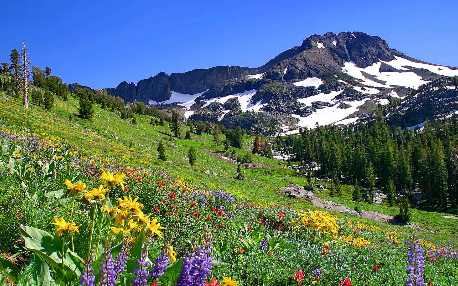 Mountain Meadow Blooms, snow-dusted mountain, sunlit meadow, Full HD Desktop Wallpaper