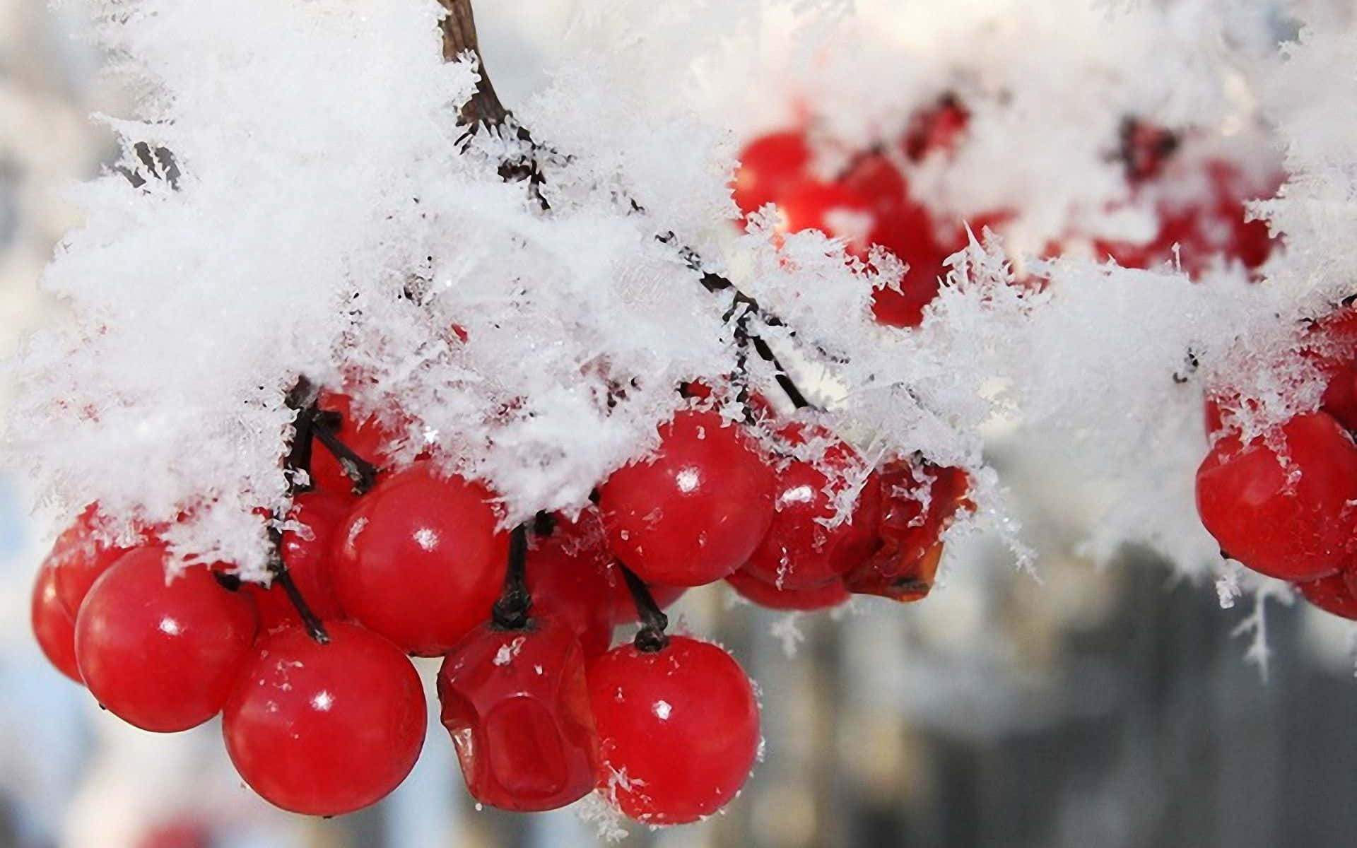 Winter Berries, Frost Kissed Winter Berries, vibrant red berries, Full HD Desktop Wallpaper
