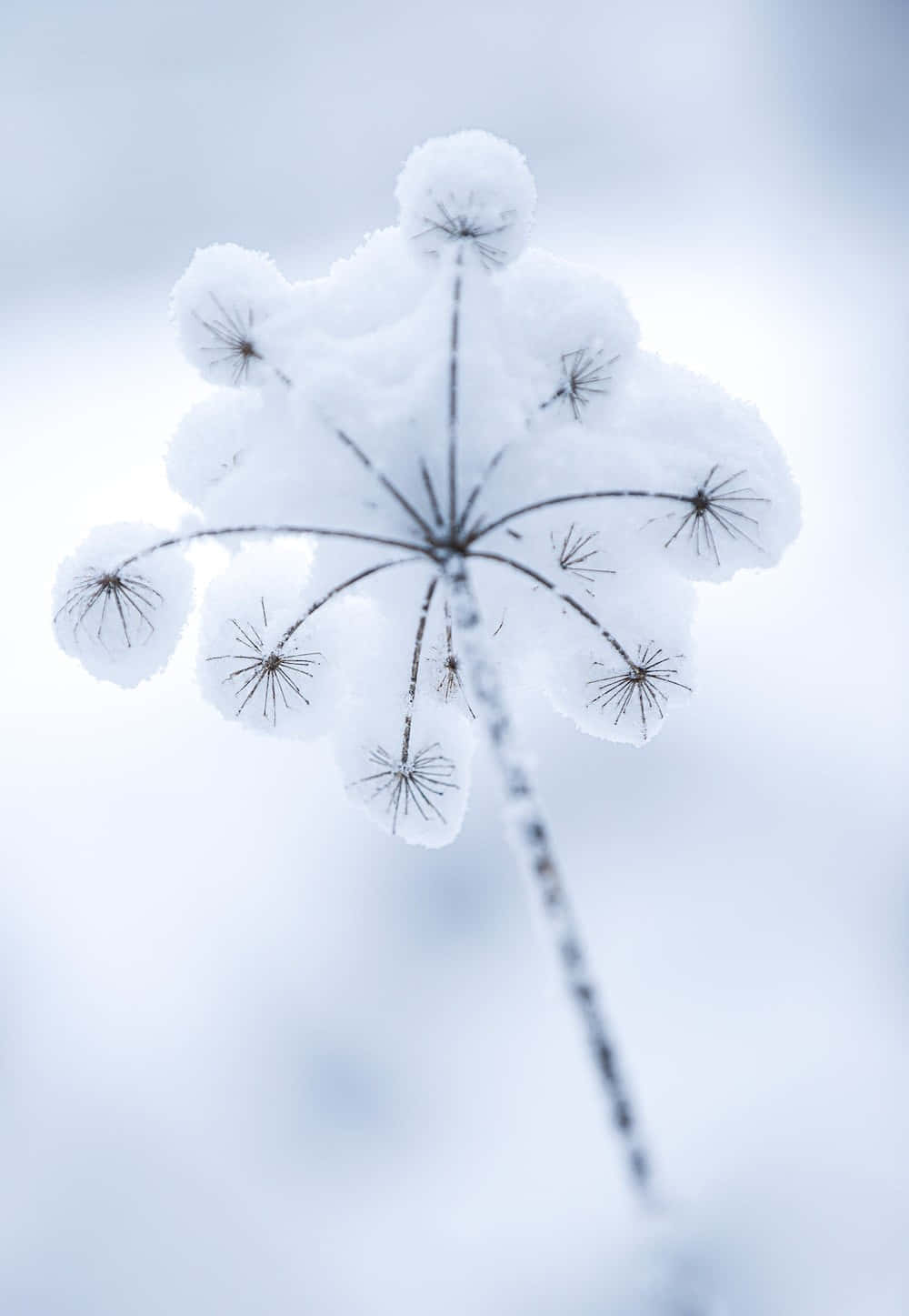 Winter Flowers, 1000 x 1447, Winter Garden Wonderland, HD Phone Wallpaper