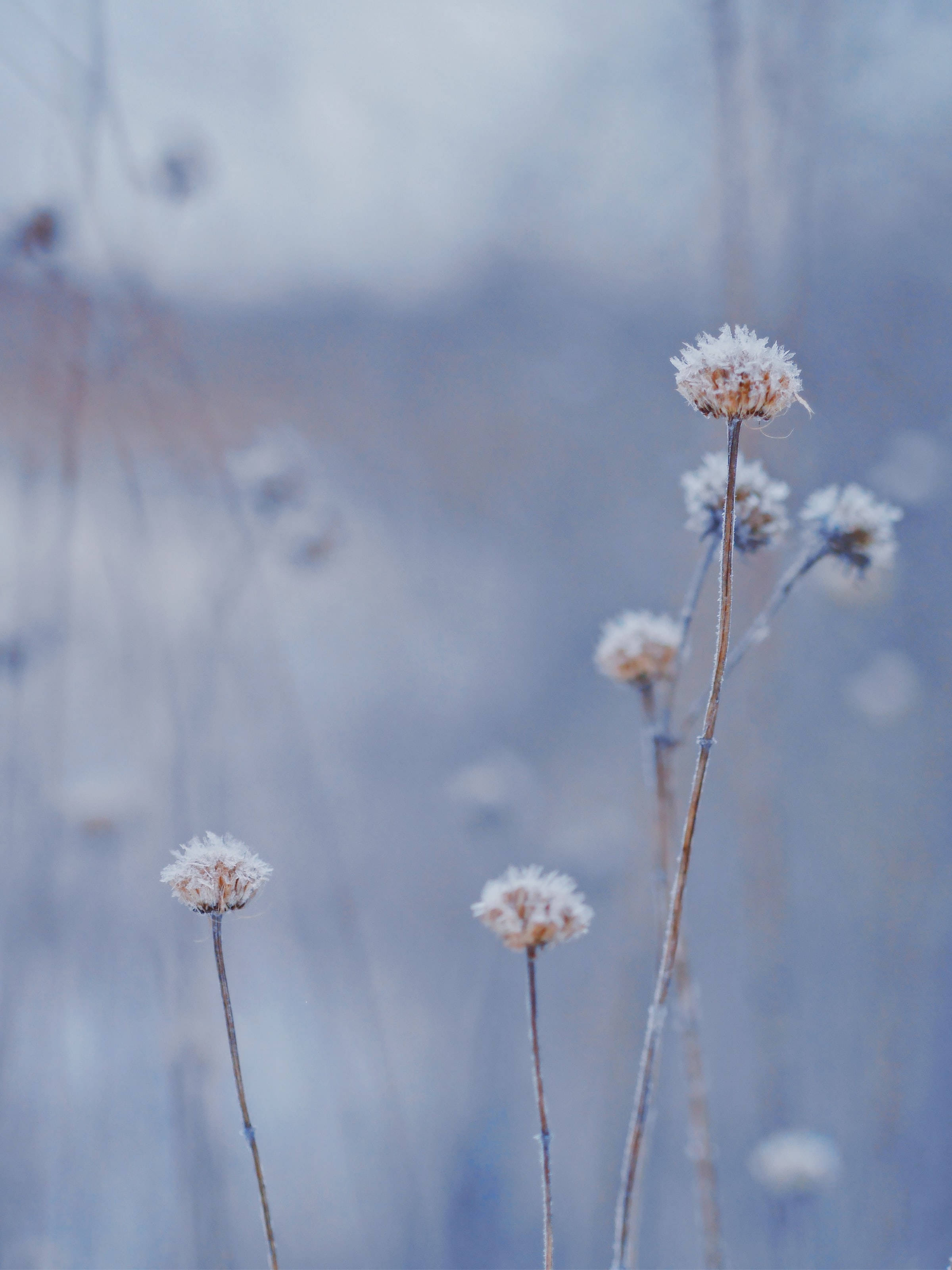 dried flower heads, frost, soft blue winter backdrop, 2K Phone Wallpaper