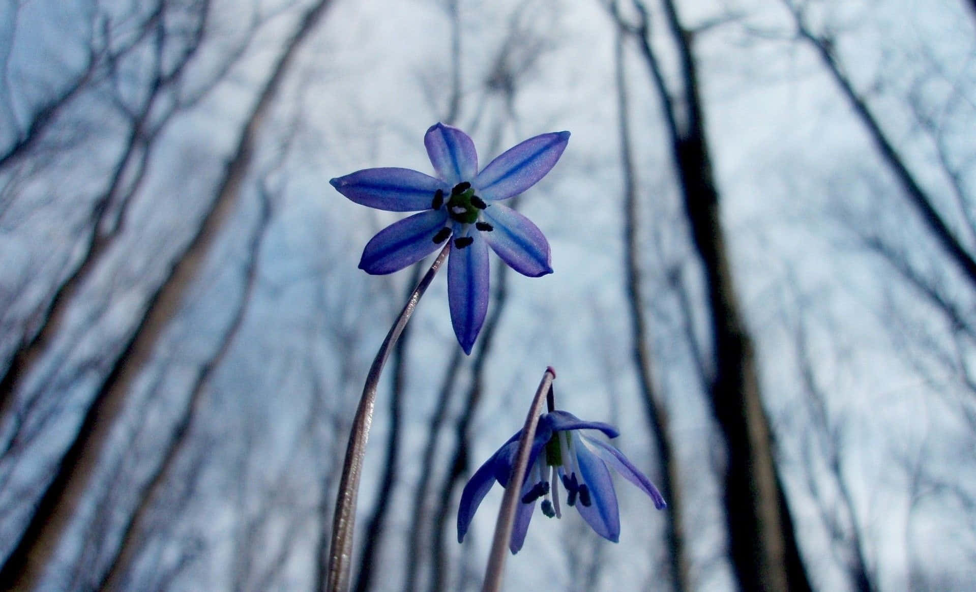 Winter Flowers, blue star-shaped flowers, bare winter trees, HD Desktop Wallpaper