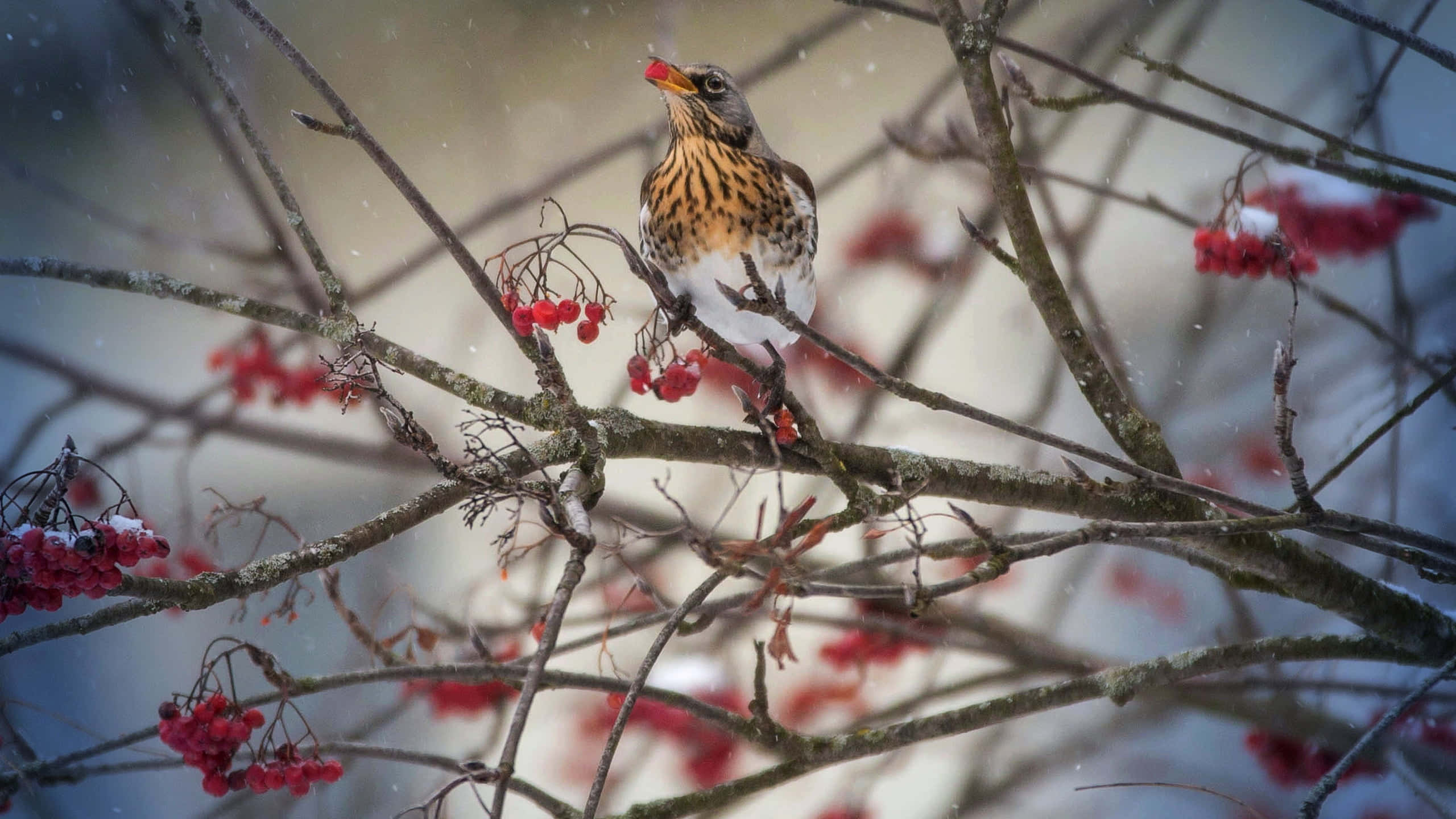 fieldfare thrush, snow-dusted branches, vibrant red rowan berries, 2K Desktop Wallpaper