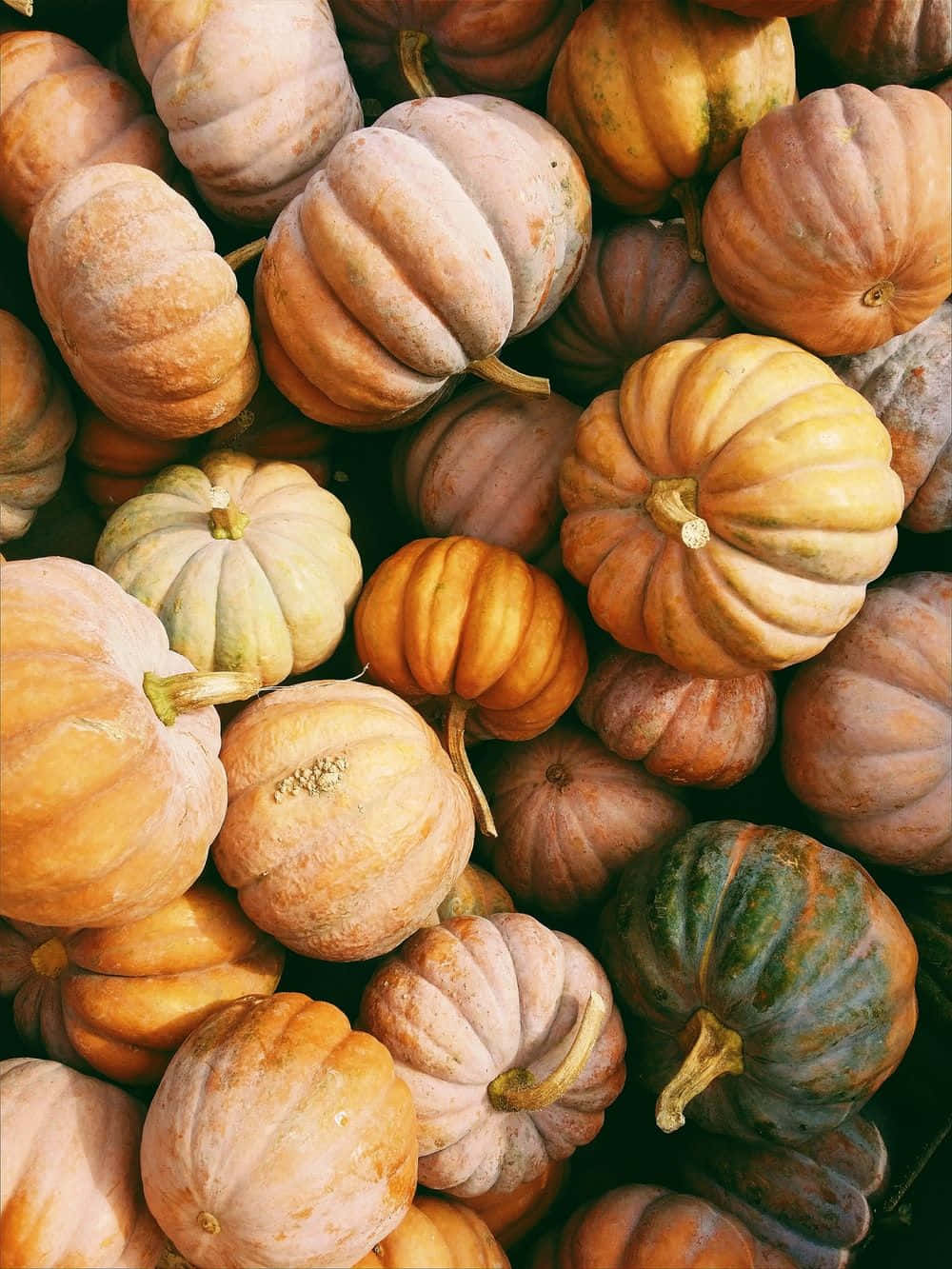 Winter Food, pumpkins, autumn hues, HD Phone Wallpaper