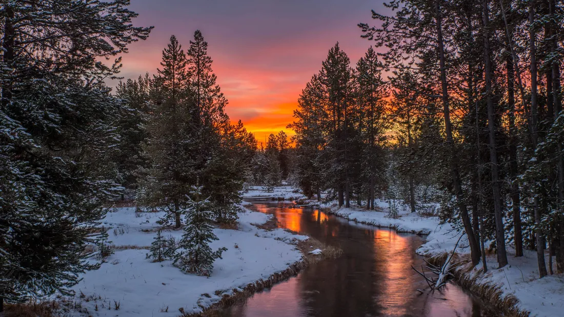 Winter Forest Phone