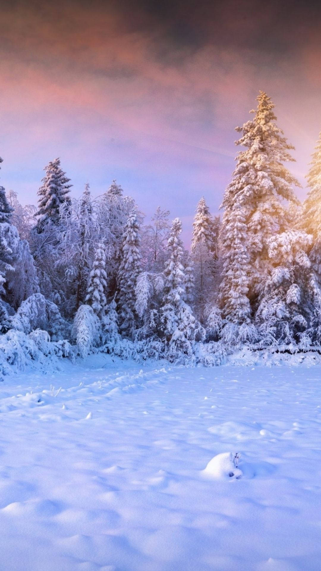 enchanted winter forest, sunset, snow, Full HD Phone Wallpaper