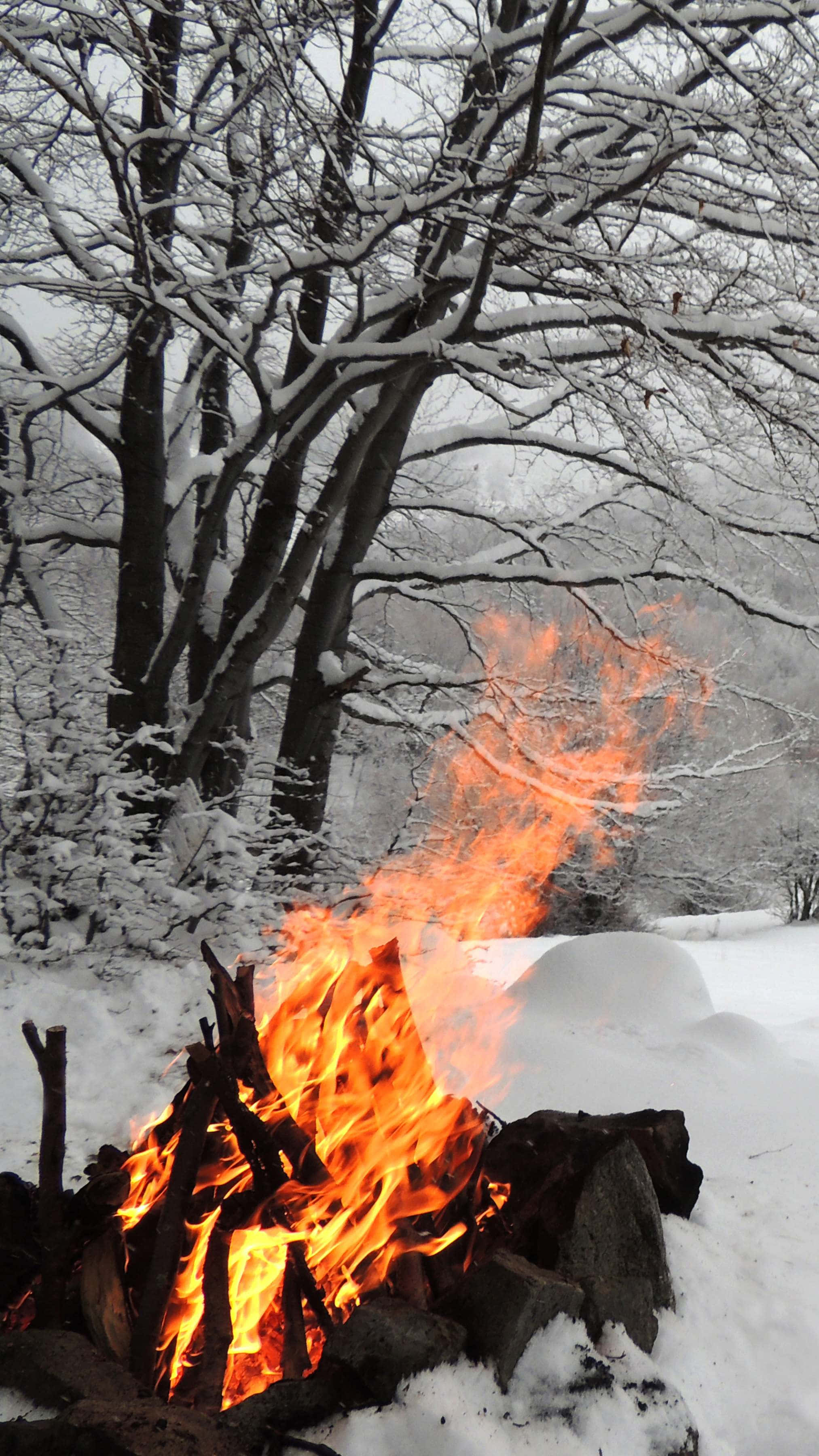 Winter Forest, campfire, snowy forest, 2K Phone Wallpaper