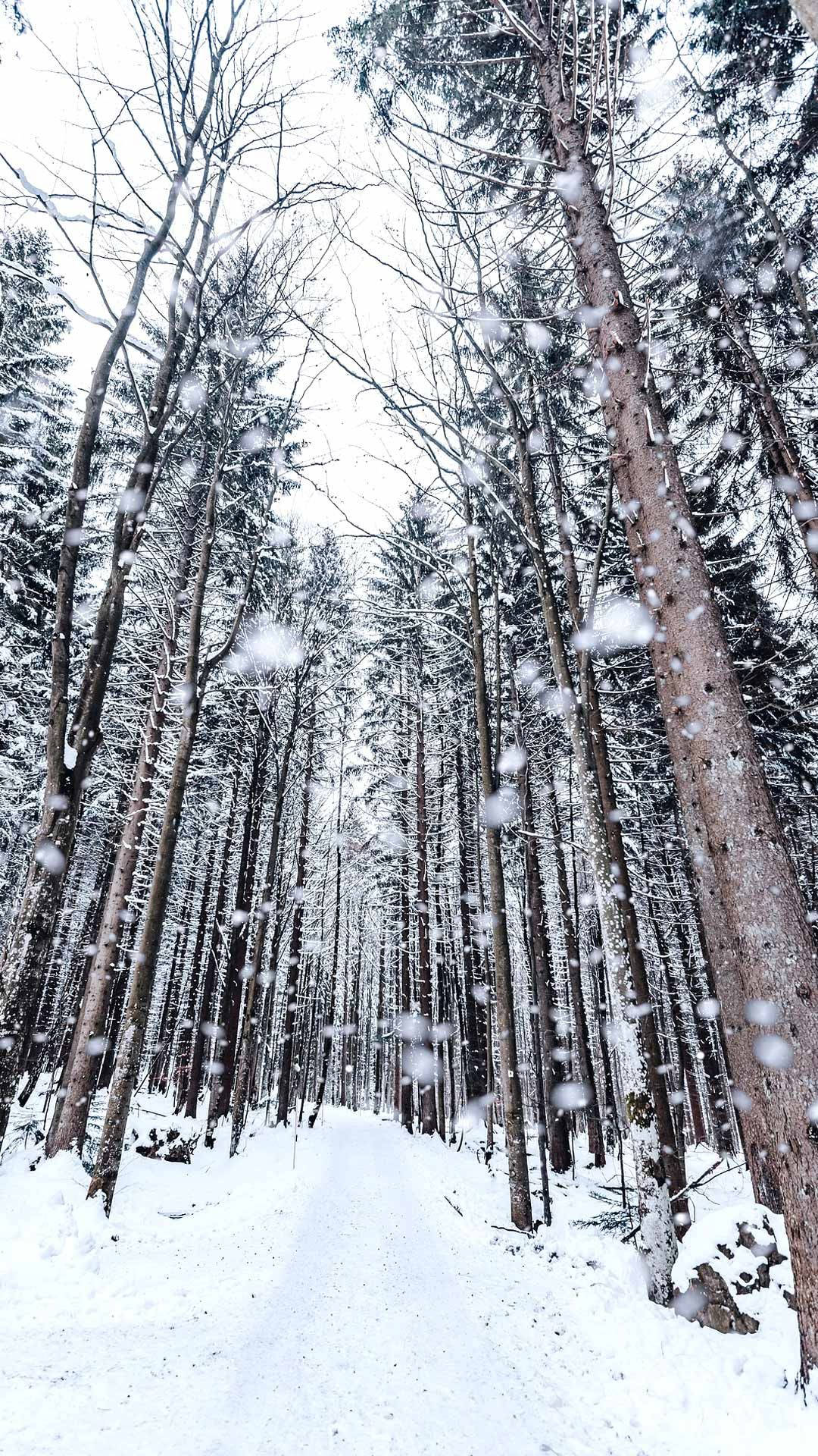 winter forest, snowy forest path, tall trees, Full HD Phone Wallpaper