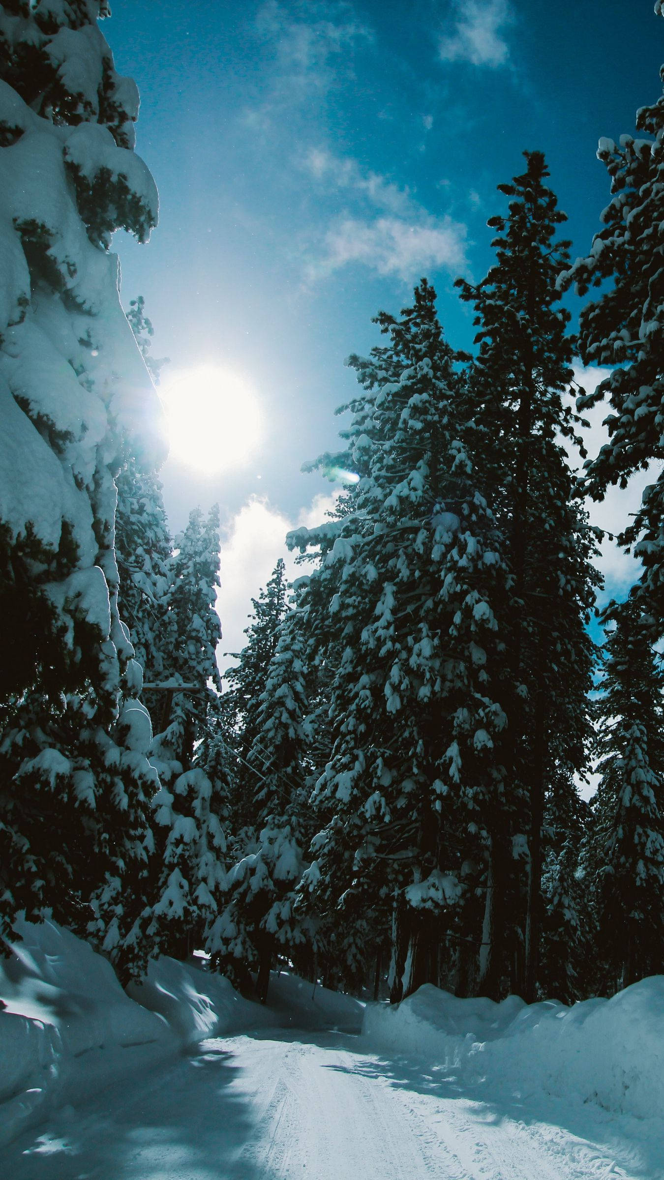 sunlit snowy path, towering evergreen trees, bright blue sky, Full HD Phone Wallpaper