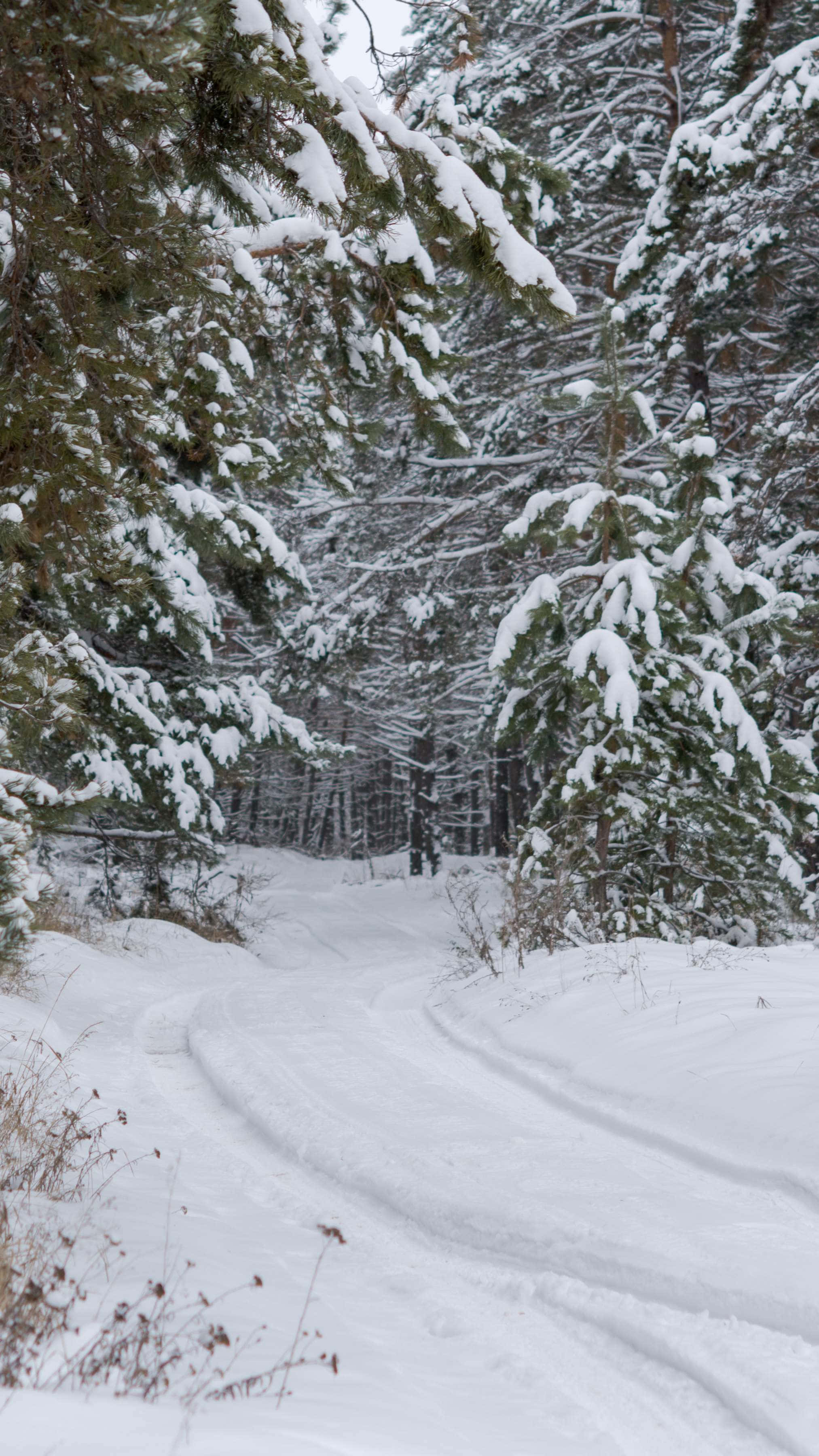 snowy forest path, winter scene, dense evergreen forest, 2K Phone Wallpaper