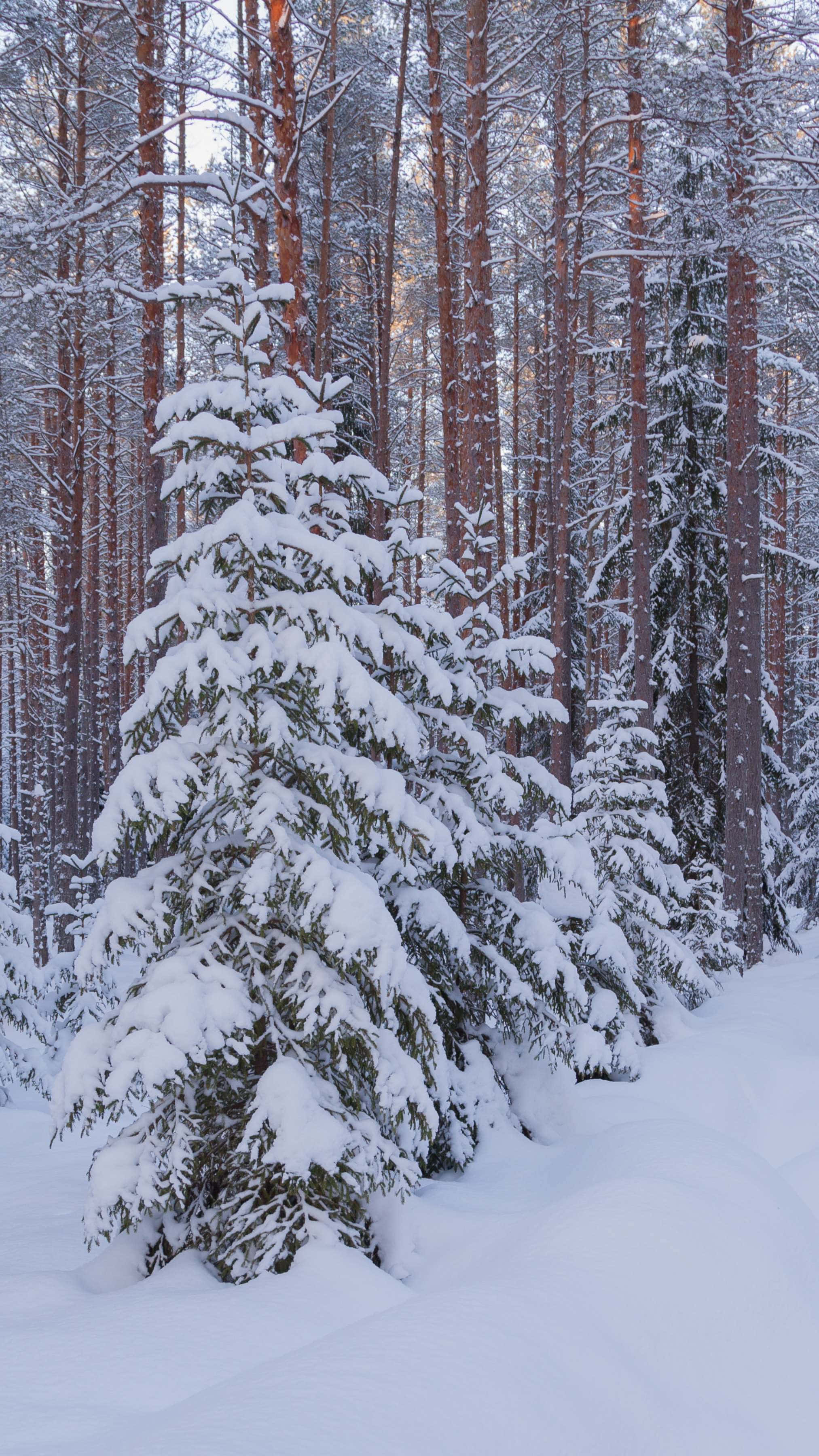 snowy pine forest, winter forest, snow-laden pine tree, 2K Phone Wallpaper