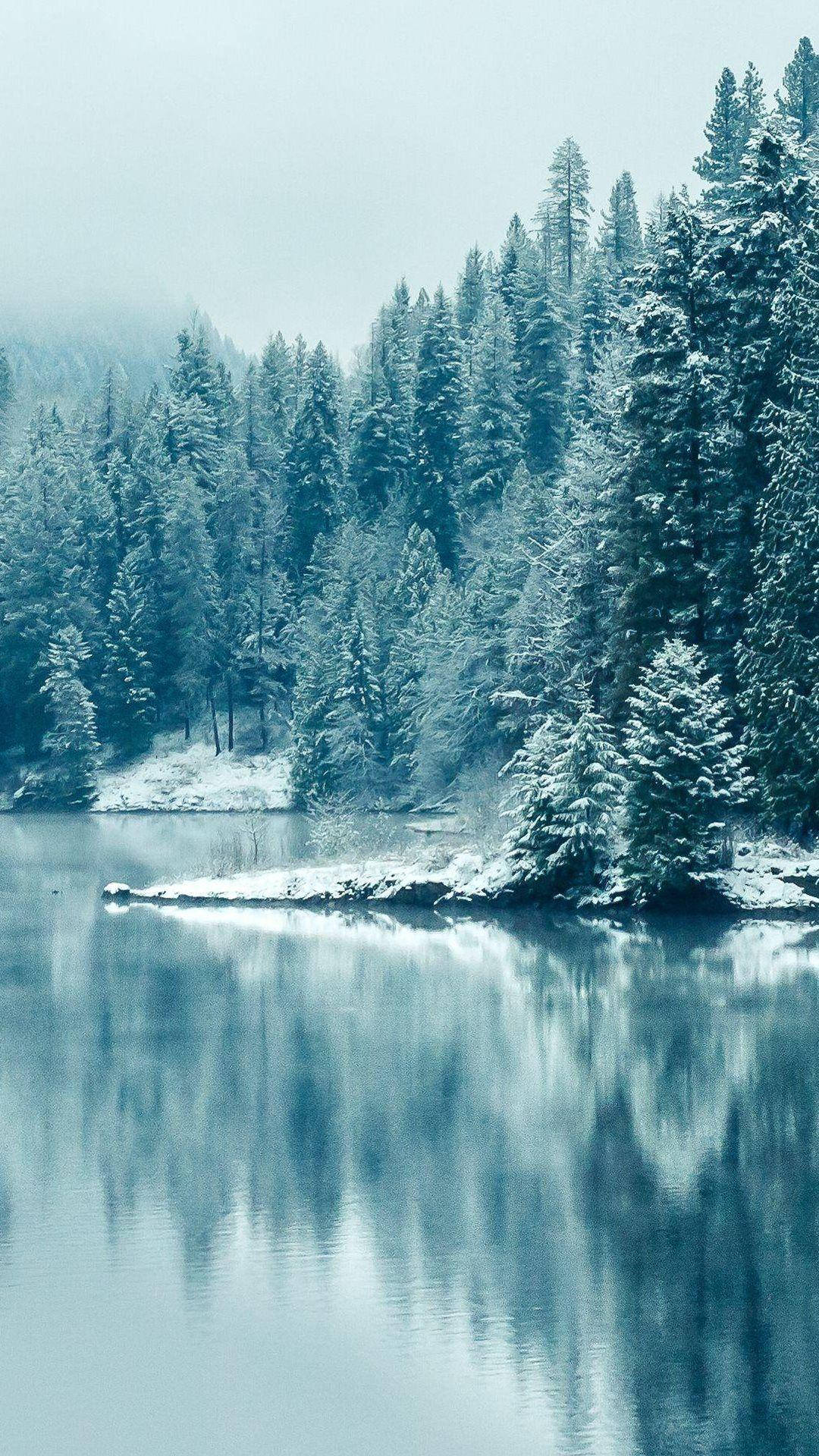 Winter Forest, snow, evergreen trees, Full HD Phone Wallpaper