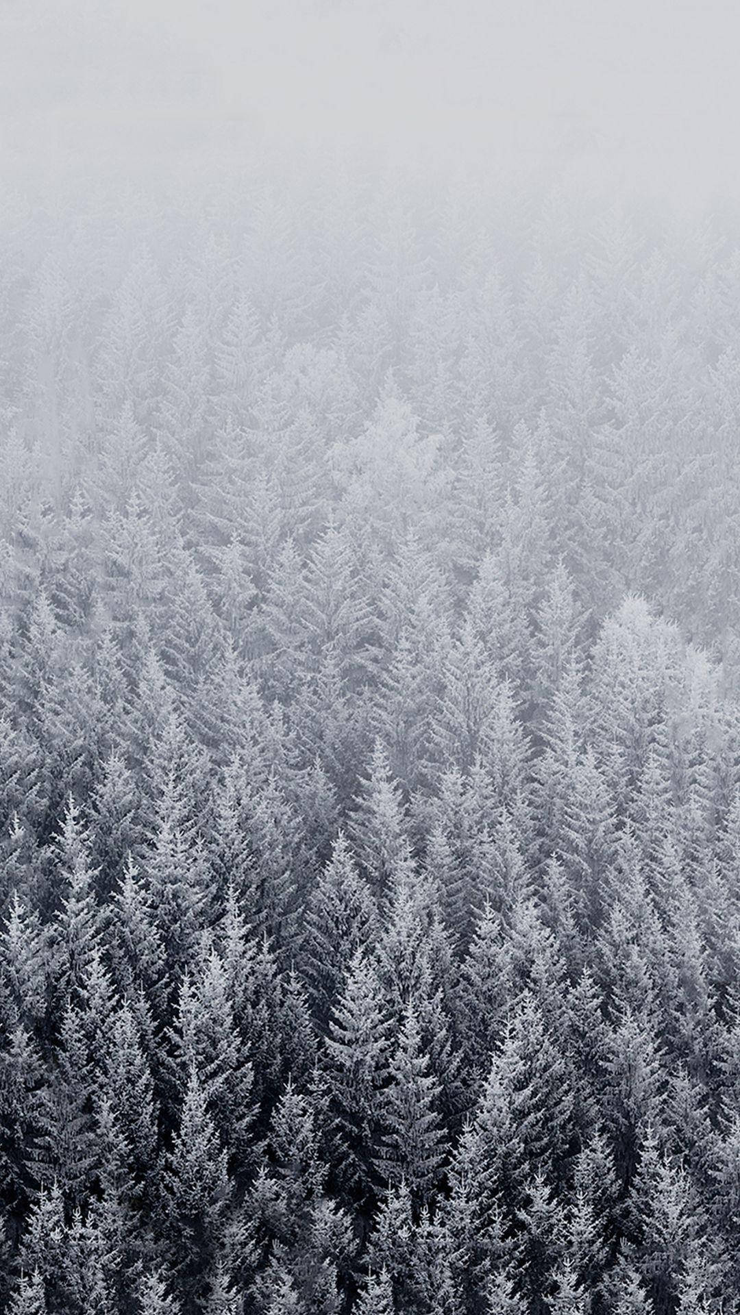 Winter Forest, misty gray sky, snow-dusted evergreen trees, Full HD Phone Wallpaper