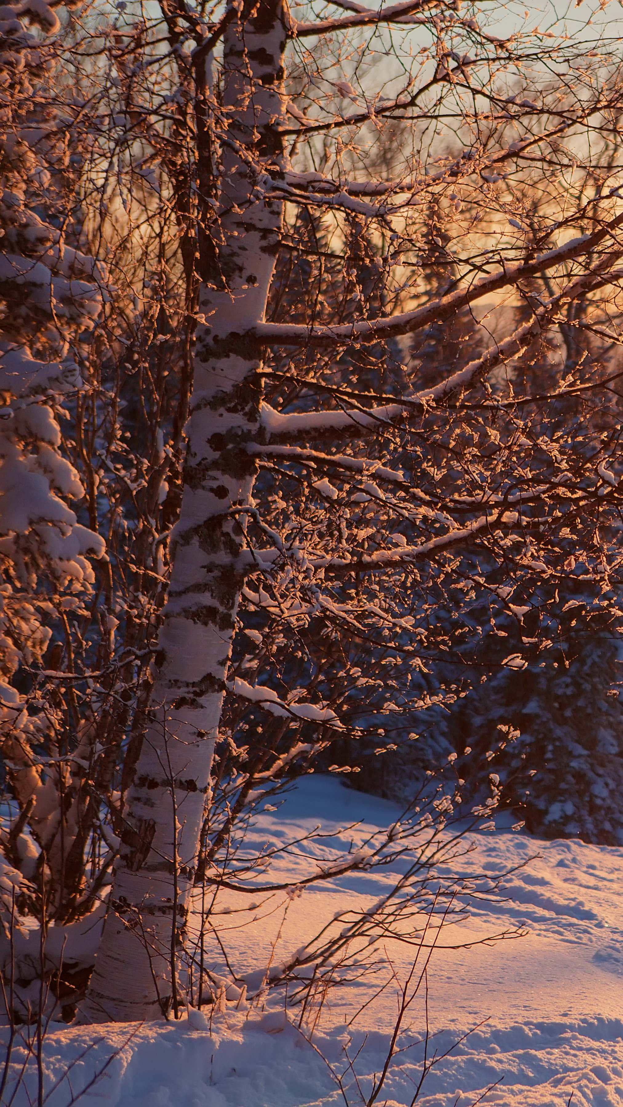 golden hour, snowy birch forest, bare birch trees, 2K Phone Wallpaper