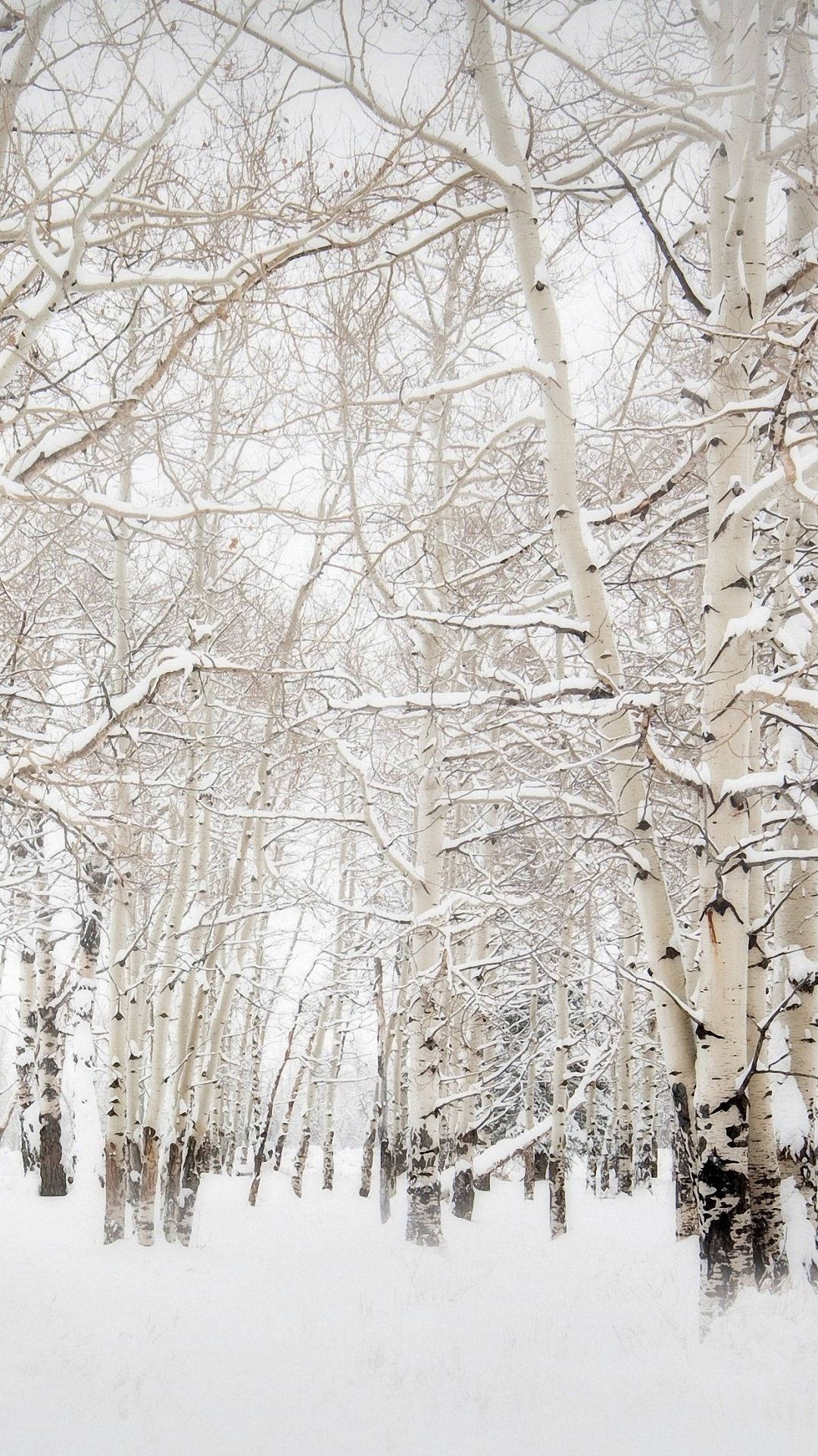 winter forest, snow-dusted aspen trees, bare branches, Full HD Phone Wallpaper