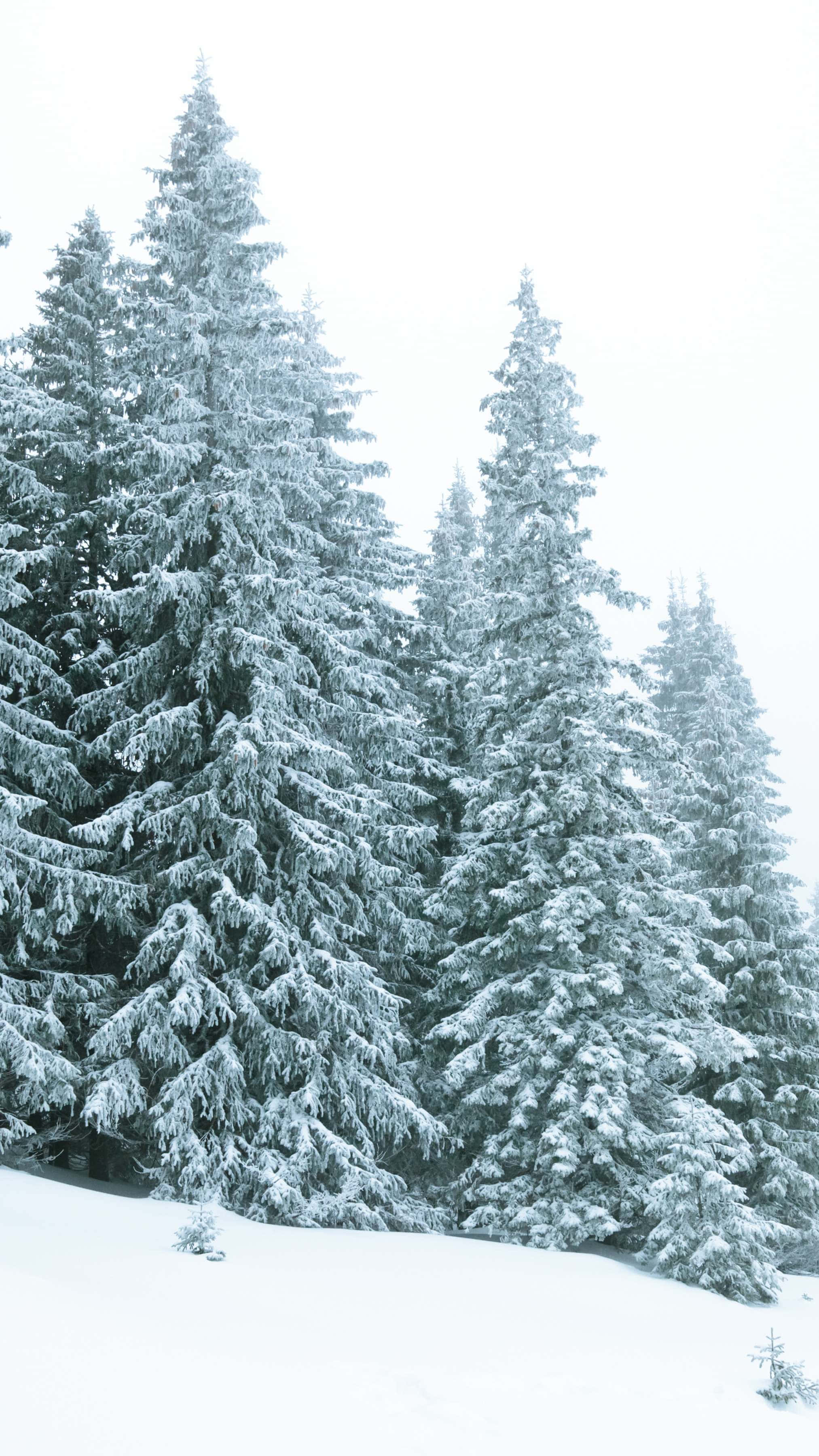 snowy pine forest scene, tall evergreen trees, heavily dusted with snow, 2K Phone Wallpaper
