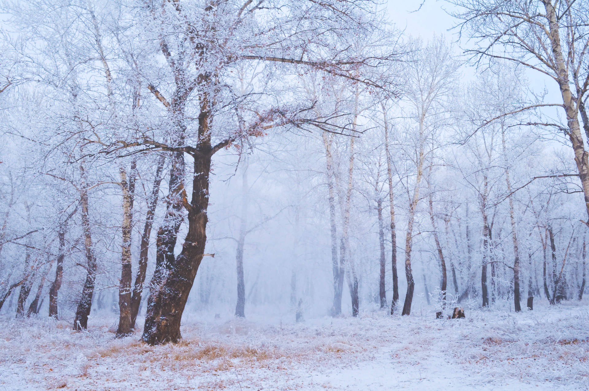 enchanted winter forest fog, frost-covered birch trees, soft mist, Full HD Desktop Wallpaper