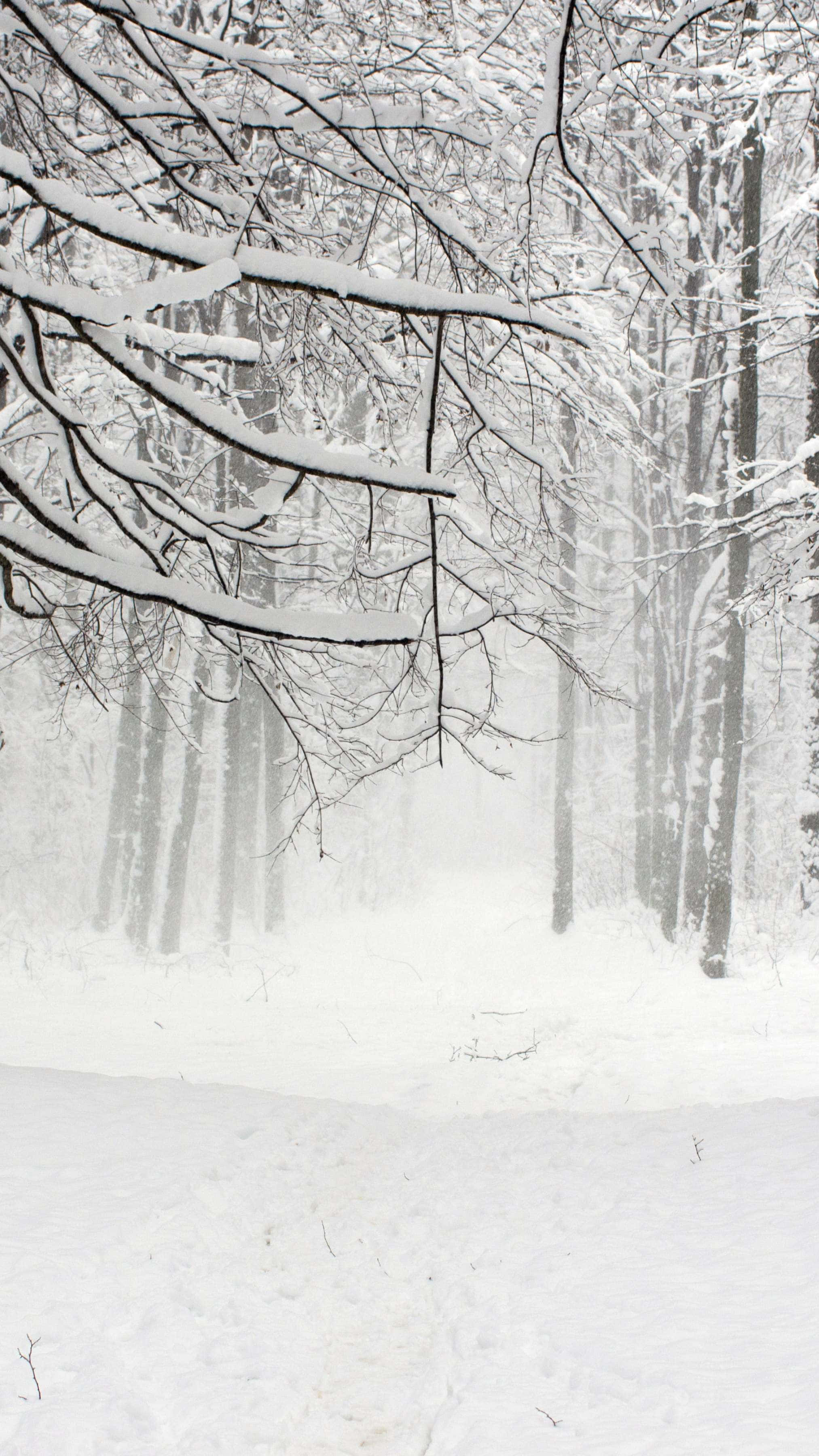 Winter Forest Snowfall Scene, snow, bare tree branches, 2K Phone Wallpaper