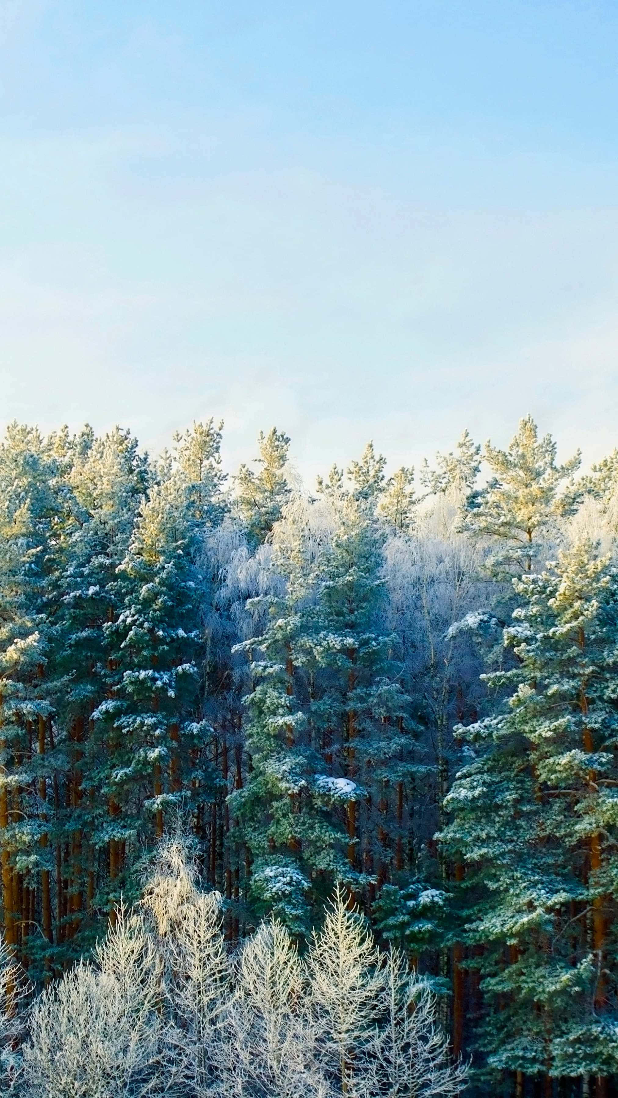 Winter Forest, frost-laden branches, snow-dusted evergreens, 2K Phone Wallpaper