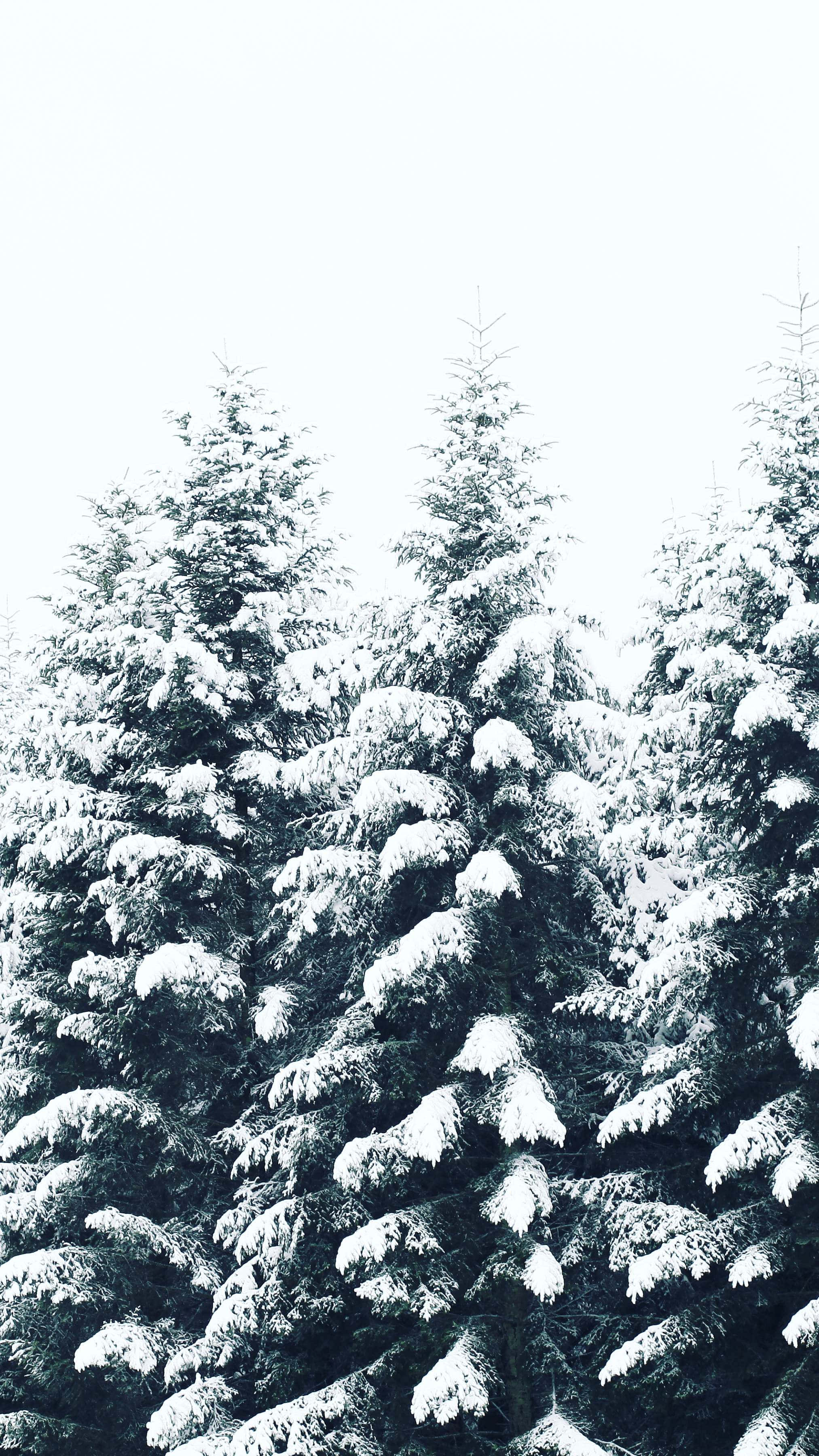 snowy pine trees, winter forest, snow-laden evergreen trees, 2K Phone Wallpaper