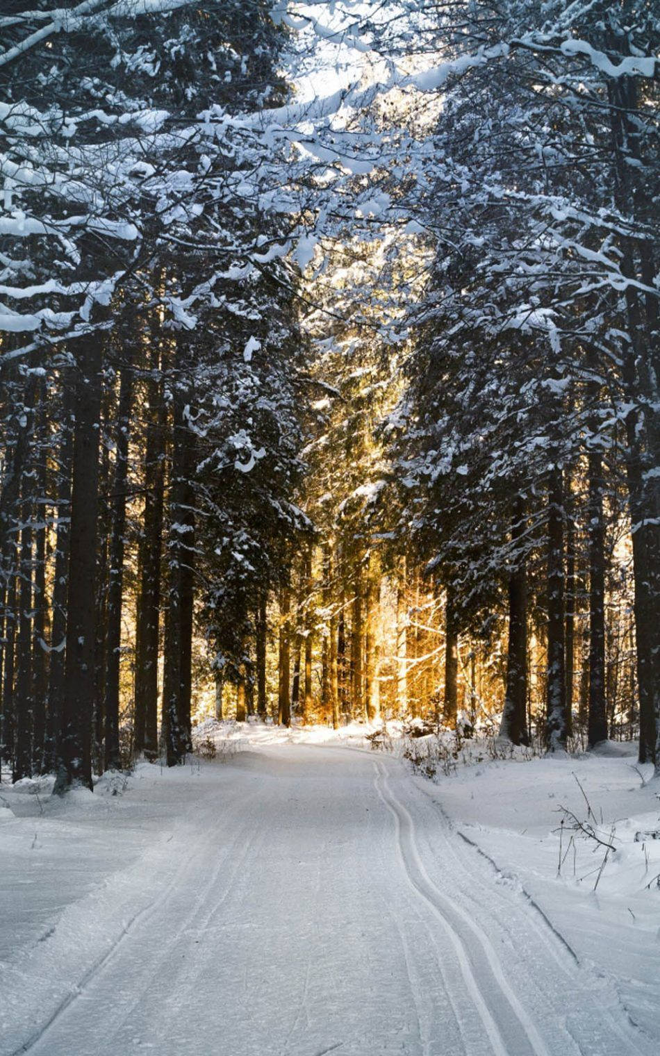 Winter Forest Sunrise Path, snowy forest path, tall evergreens, HD Phone Wallpaper