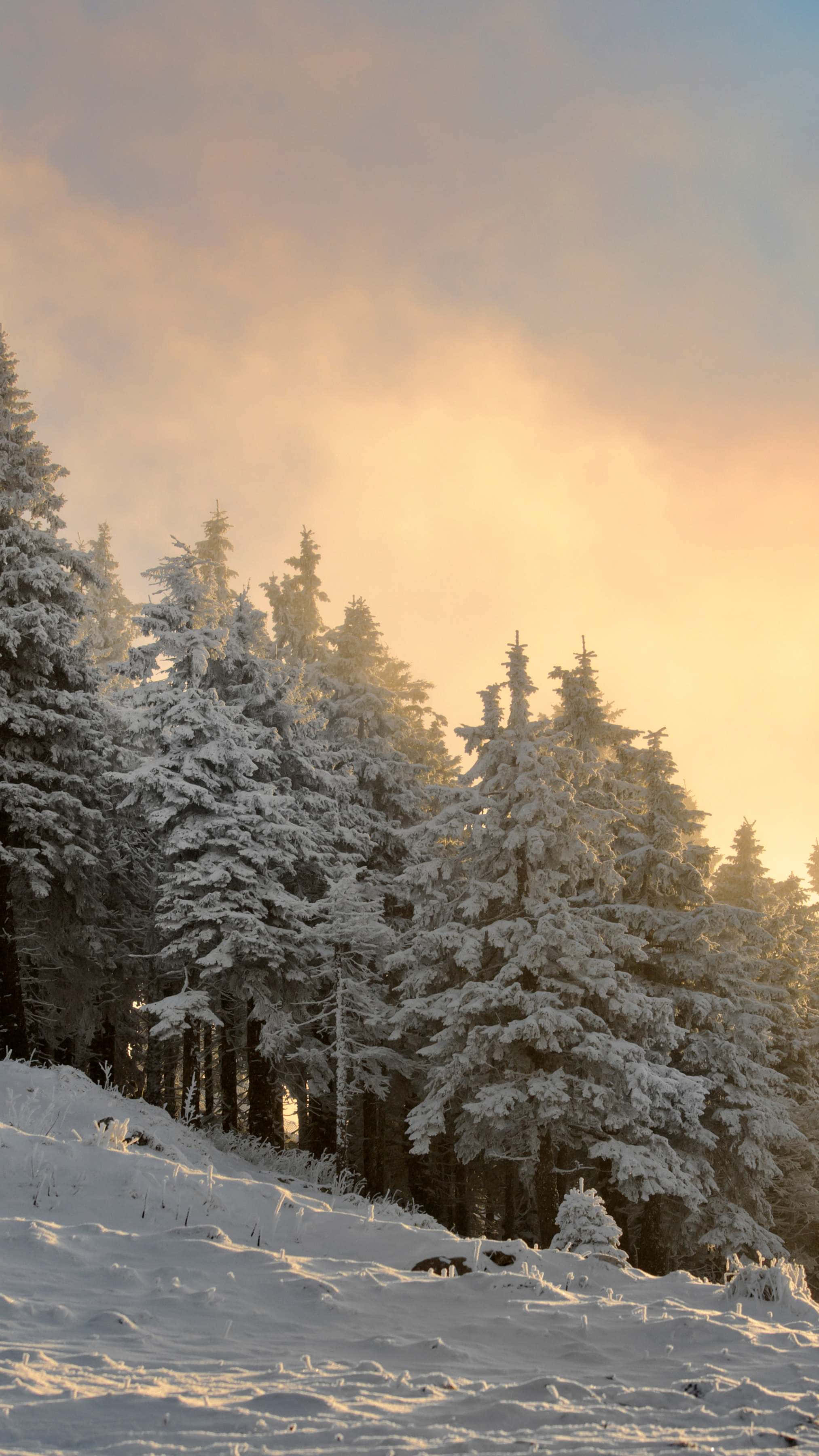 winter forest, sunlight, snow-dusted pine trees, 2K Phone Wallpaper