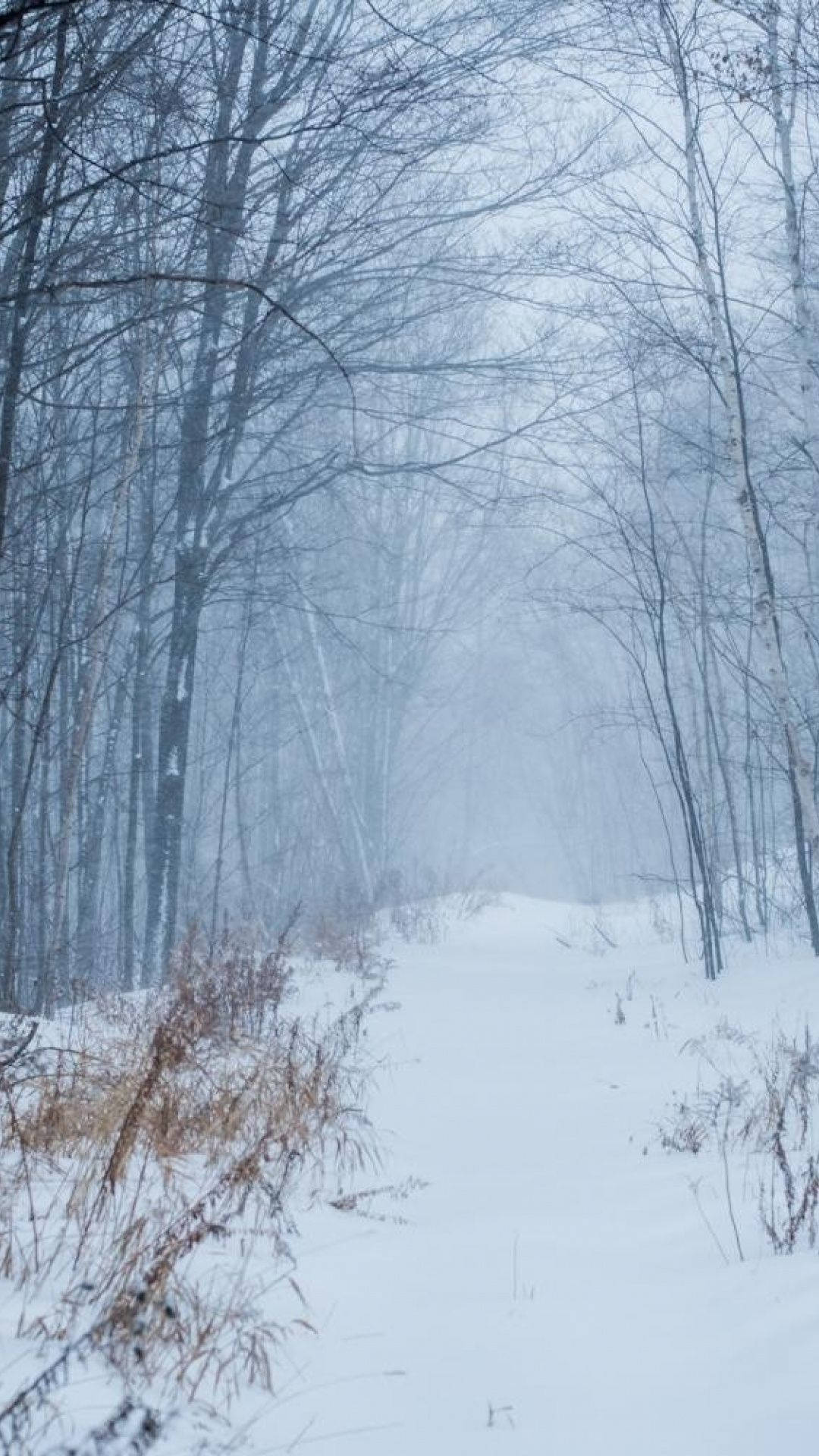 Misty Winter Pathway, snowy forest path, bare trees, Full HD Phone Wallpaper