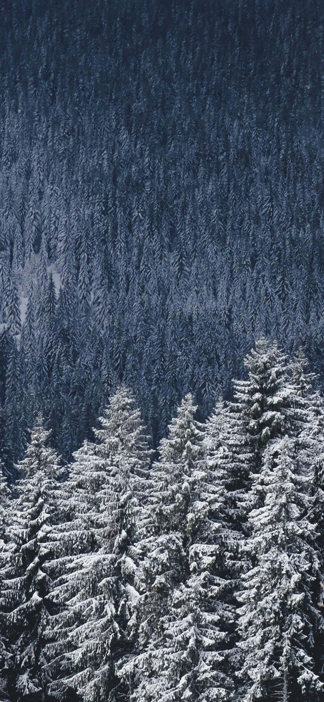 snow-covered pine forest, deep blue twilight sky, winter aesthetic, Full HD Phone Wallpaper