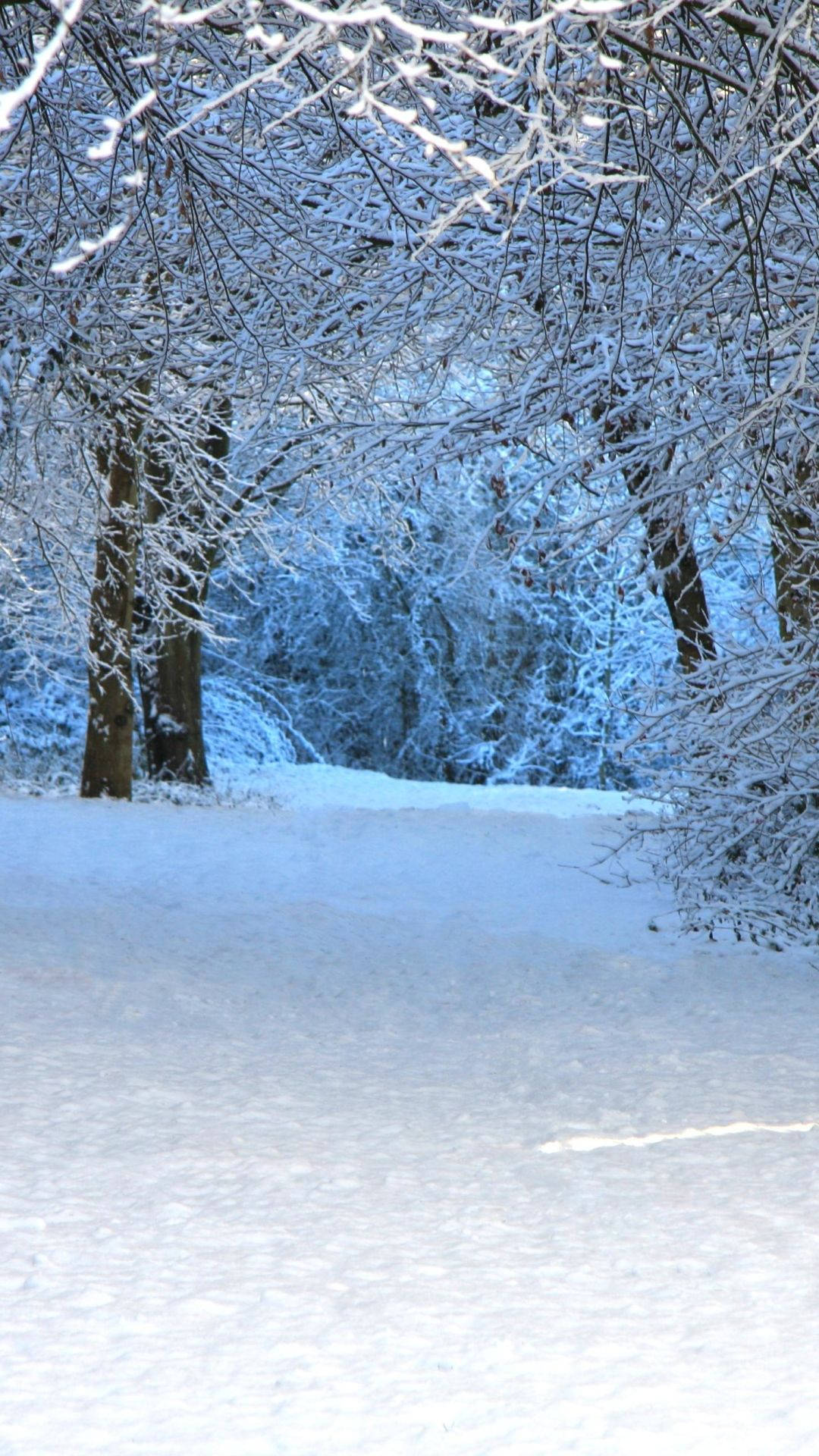 Winter Forest, snowy path, snow-laden trees, Full HD Phone Wallpaper