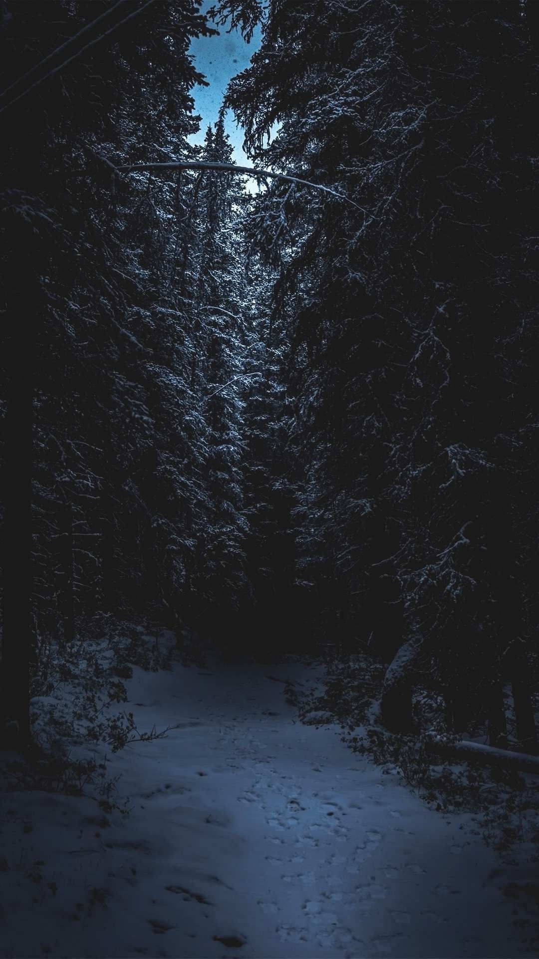 winter forest, snow-covered path, dense dark forest, Full HD Phone Wallpaper