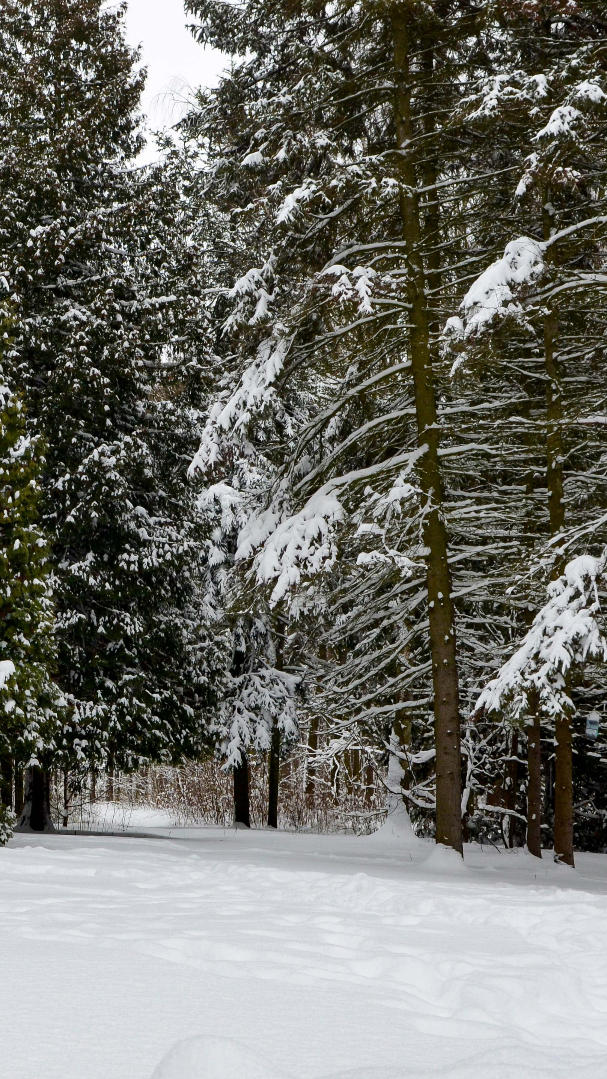 snowy pine forest path, winter forest, fresh snow, 2K Phone Wallpaper