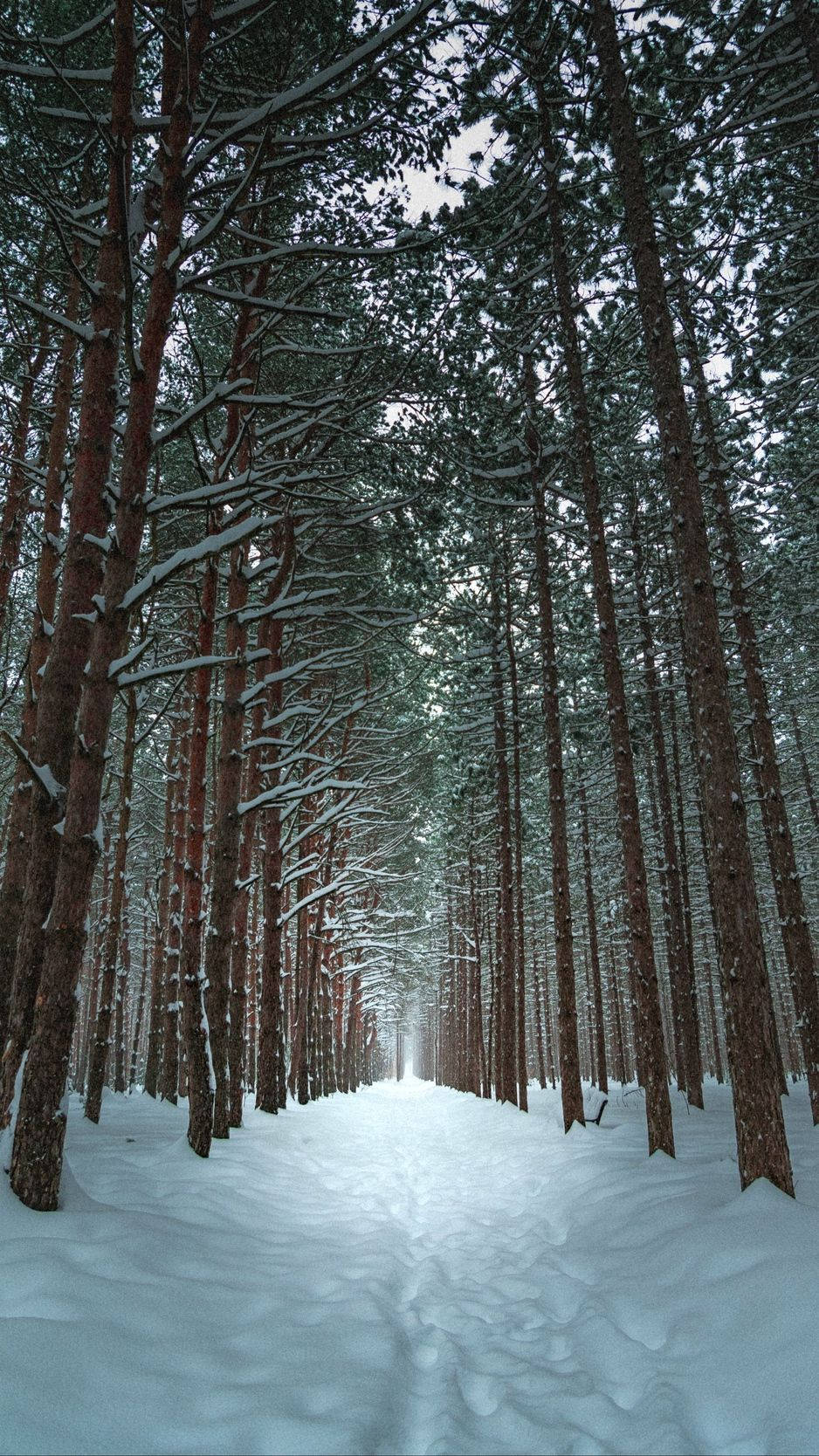 Winter Wonderland Phone Backdrop, snow-covered pine forest path, pale winter sky, HD Phone Wallpaper