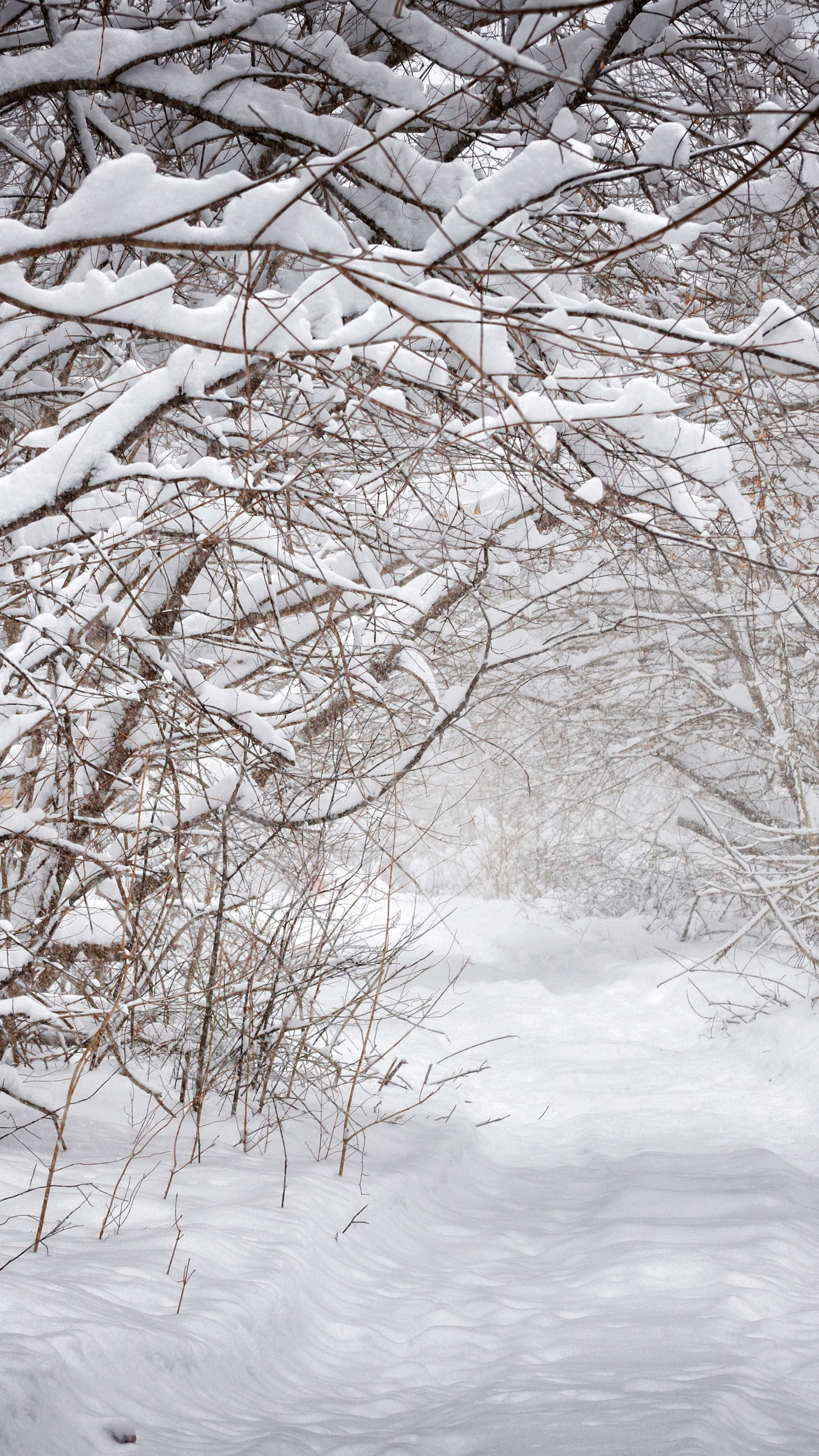 snowy forest path, winter scene, snow-laden branches, 2K Phone Wallpaper