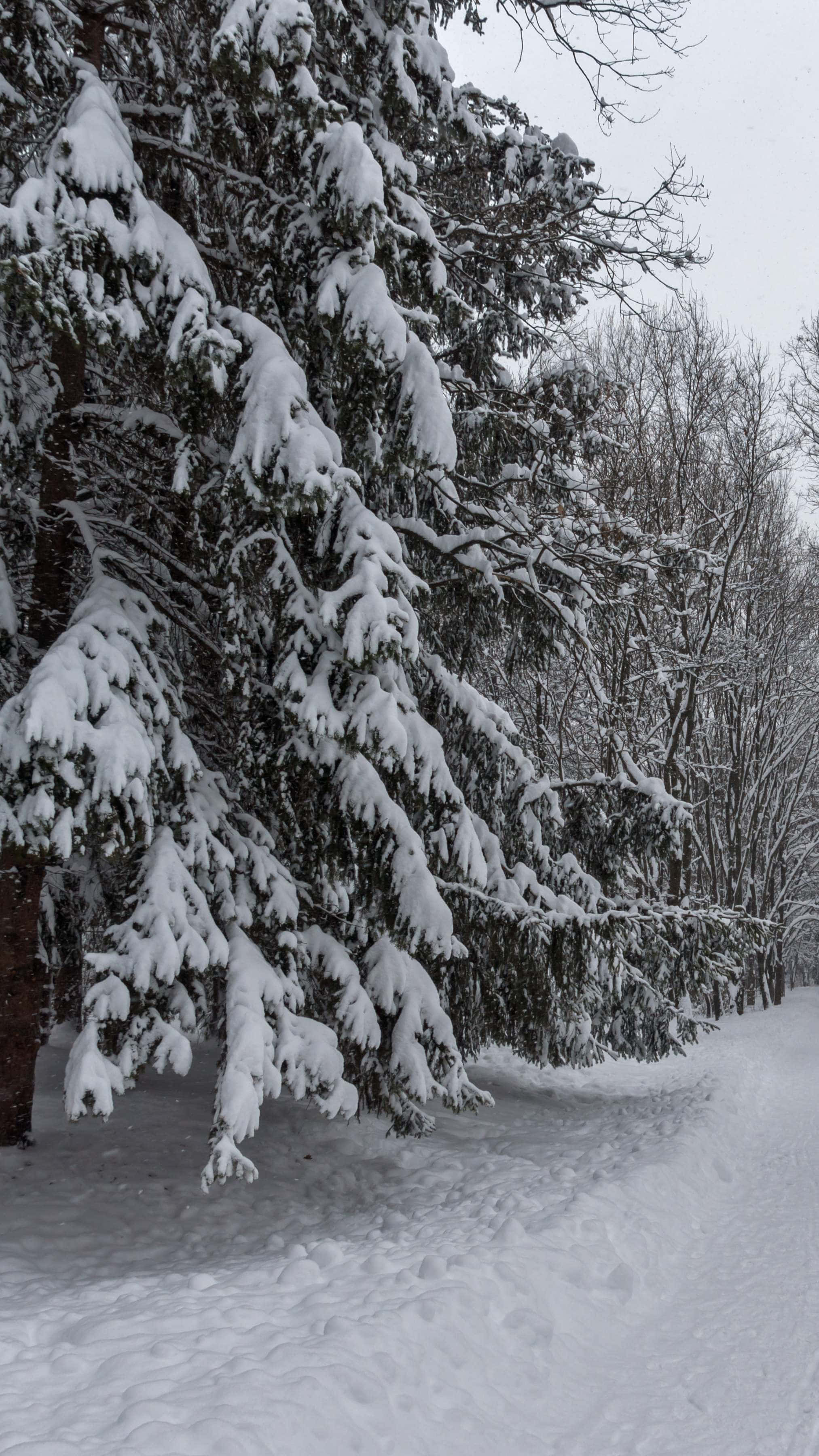 snowy pine trees, winter path, snow-laden evergreen tree, 2K Phone Wallpaper