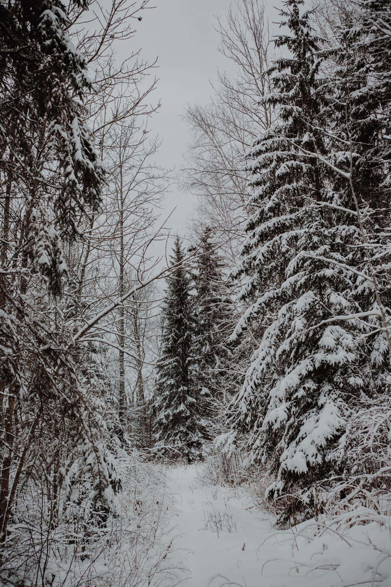 winter forest, snowy path, snow-laden evergreens, Full HD Phone Wallpaper