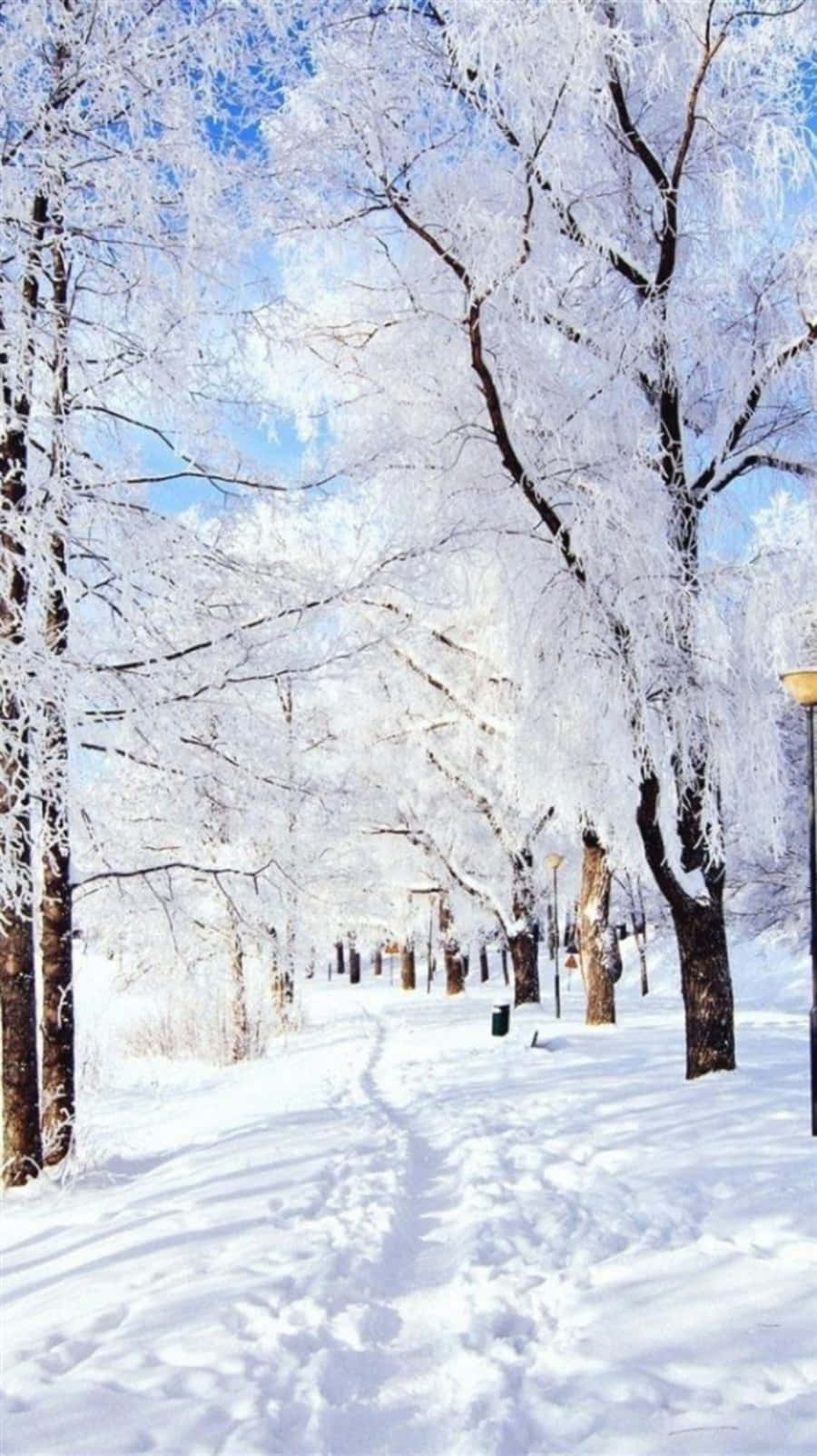 snowy path, frost-covered trees, bright blue sky, HD Phone Wallpaper