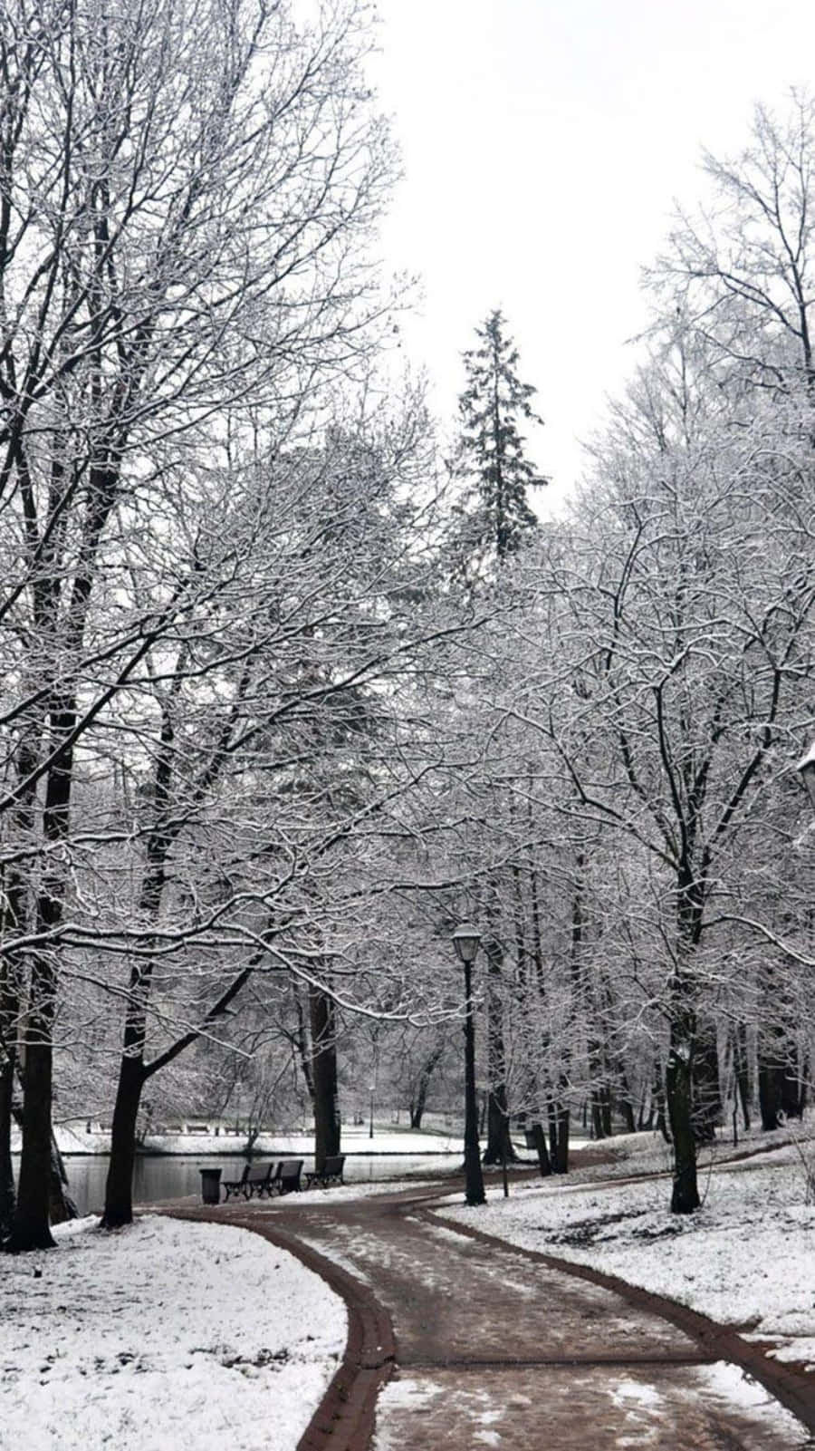 winter park, snow-covered path, frost-laden trees, HD Phone Wallpaper