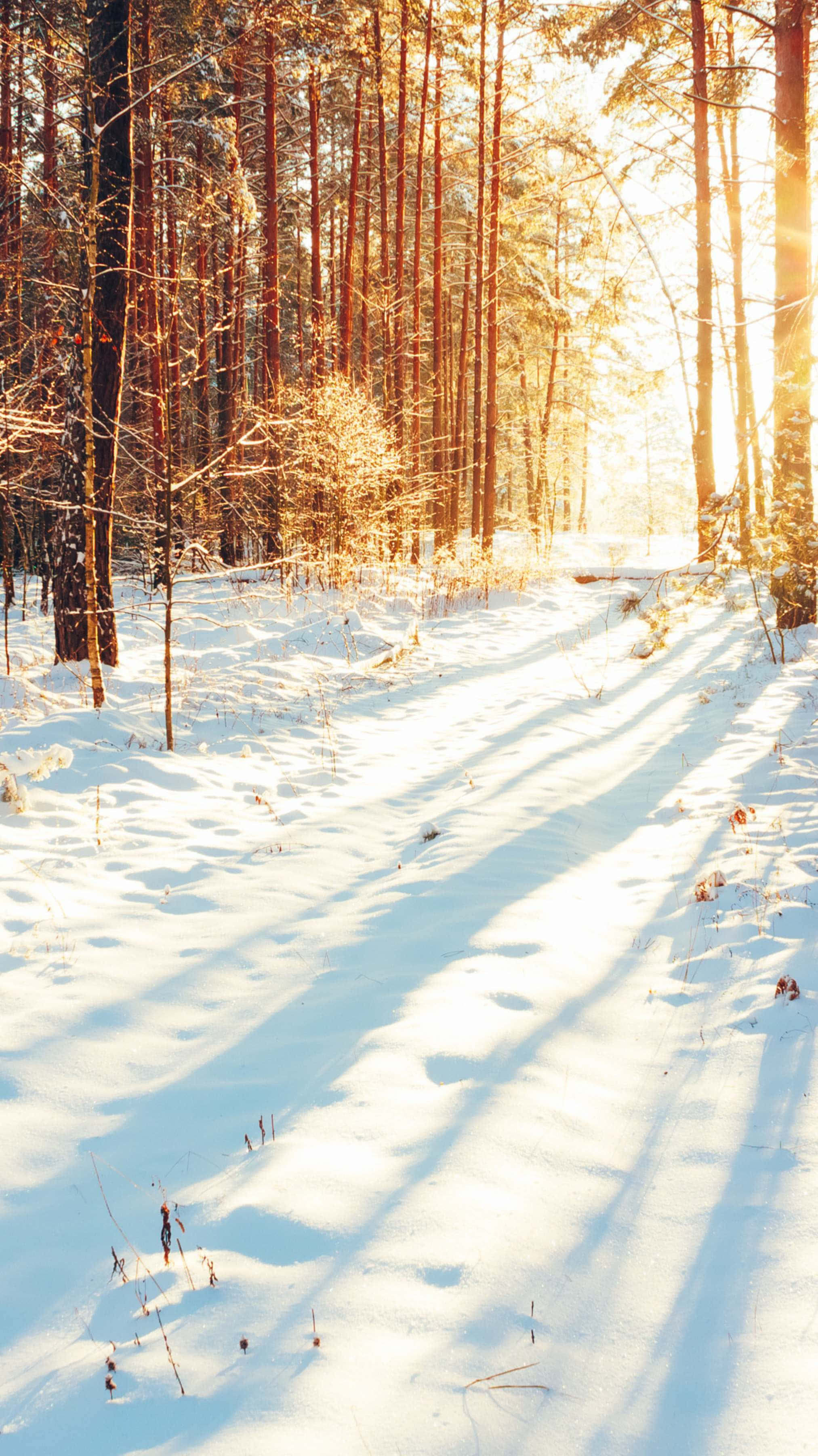 sunlit snowy forest path, tall trees, pristine snow-covered forest floor, 2K Phone Wallpaper