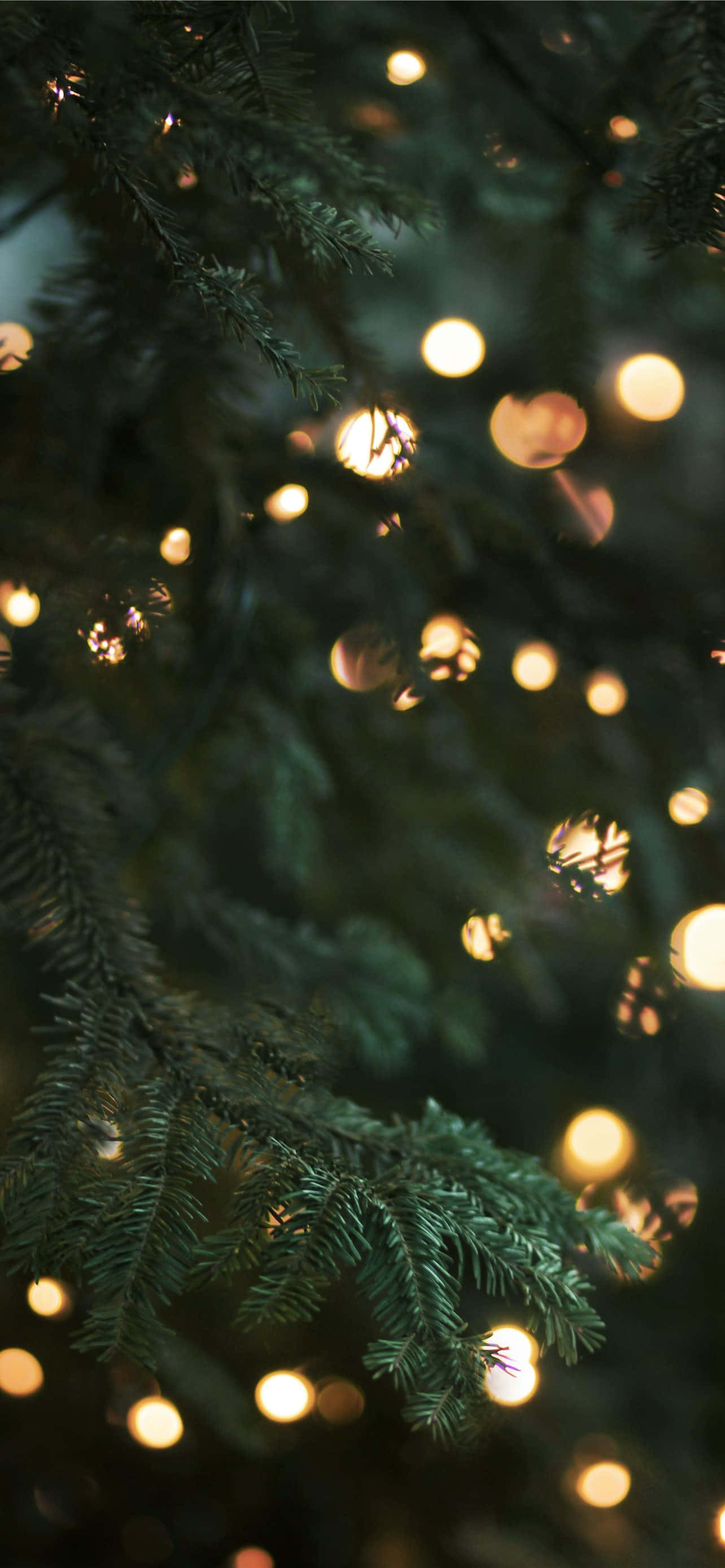 evergreen branches, warm glowing fairy lights, soft bokeh effect, 2K Phone Wallpaper